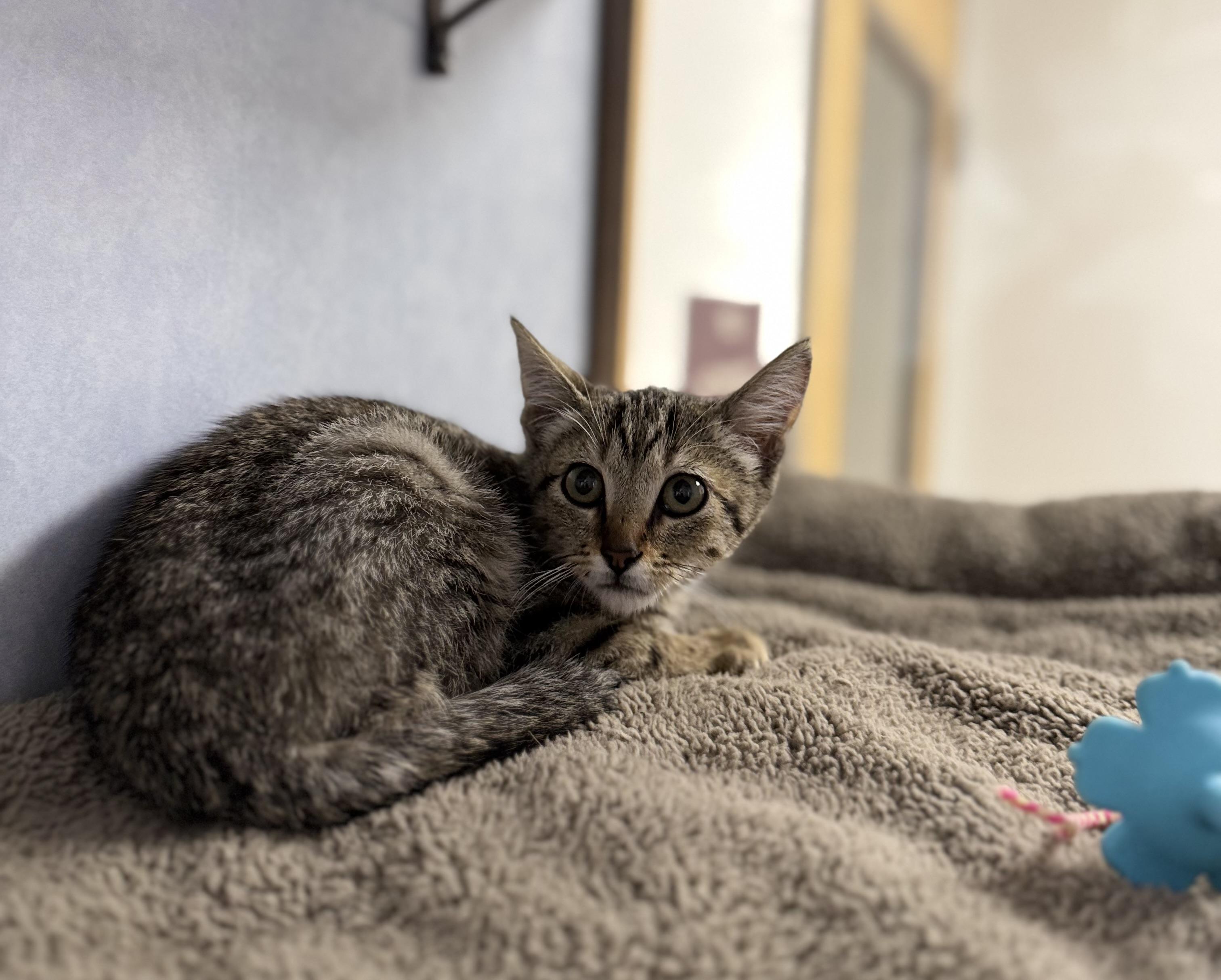 Thomas the Train, an adoptable Domestic Short Hair in Eagle, CO image 3/4