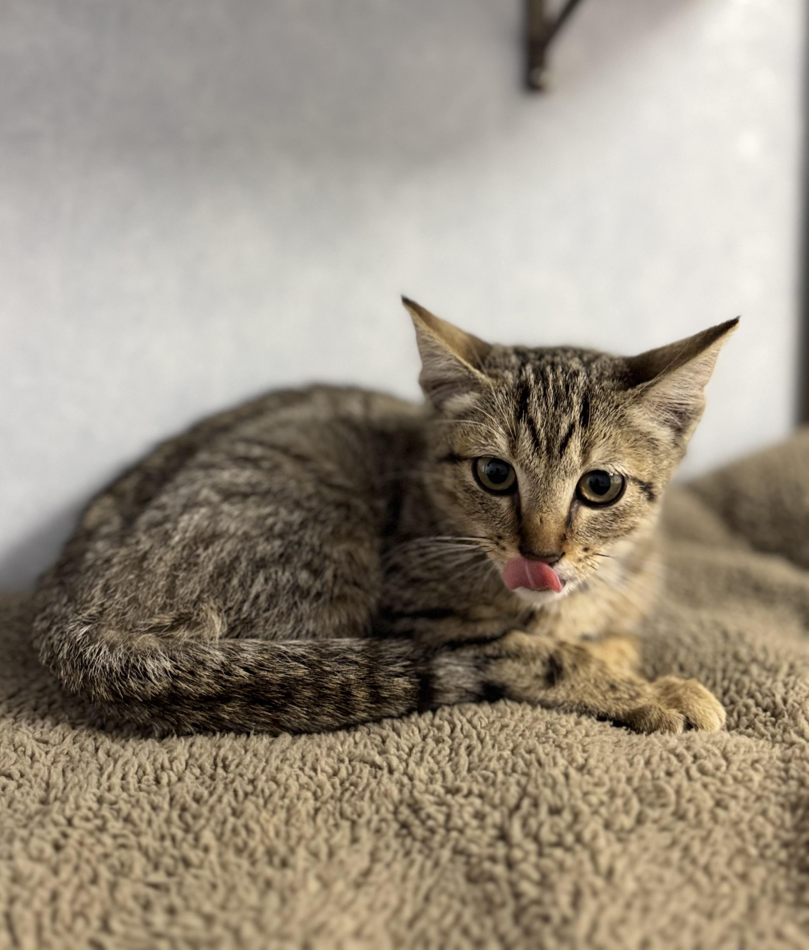 Thomas the Train, adoptable, Young Male Domestic Short Hair.