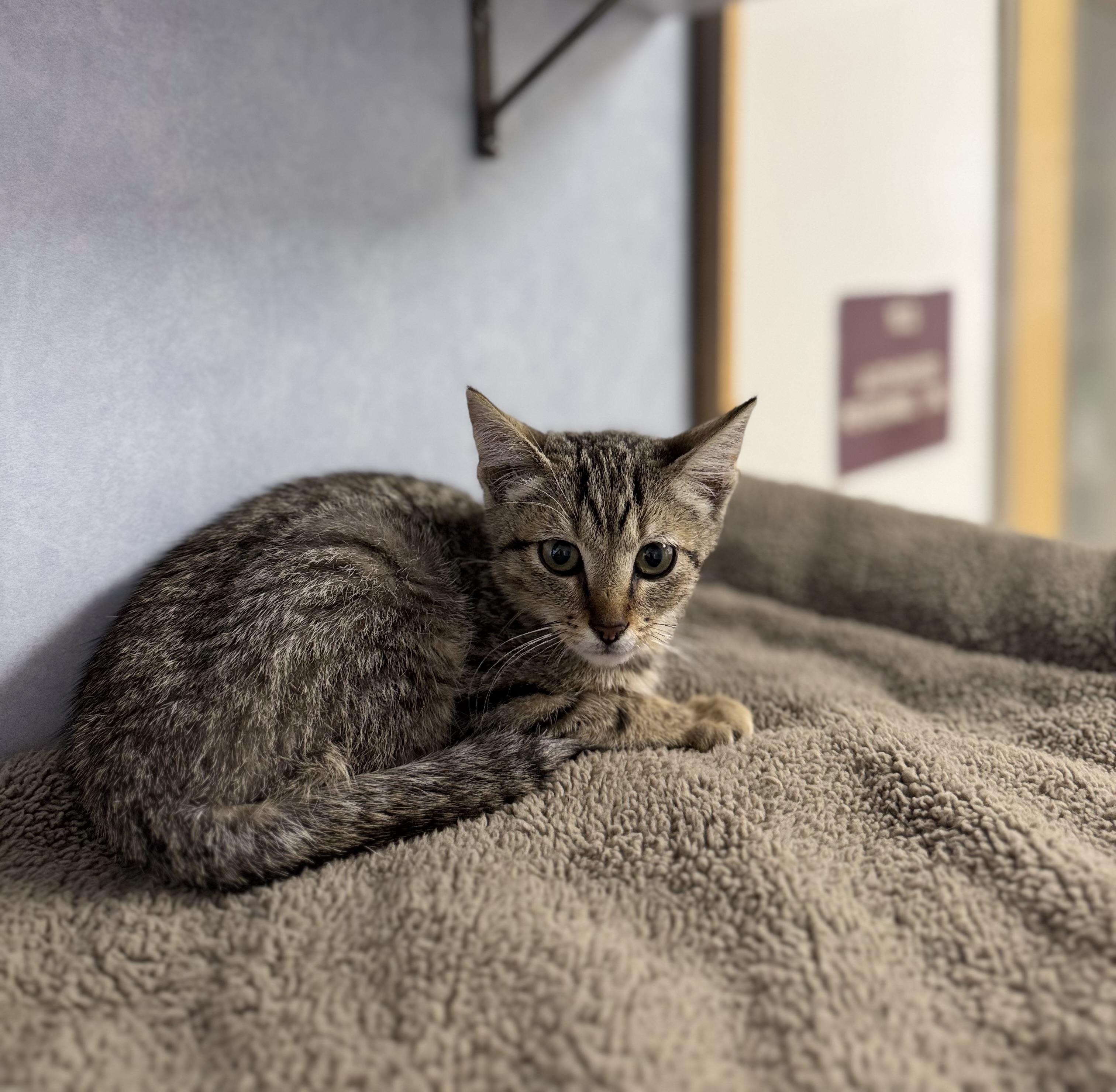 Thomas the Train, an adoptable Domestic Short Hair in Eagle, CO image 2/4