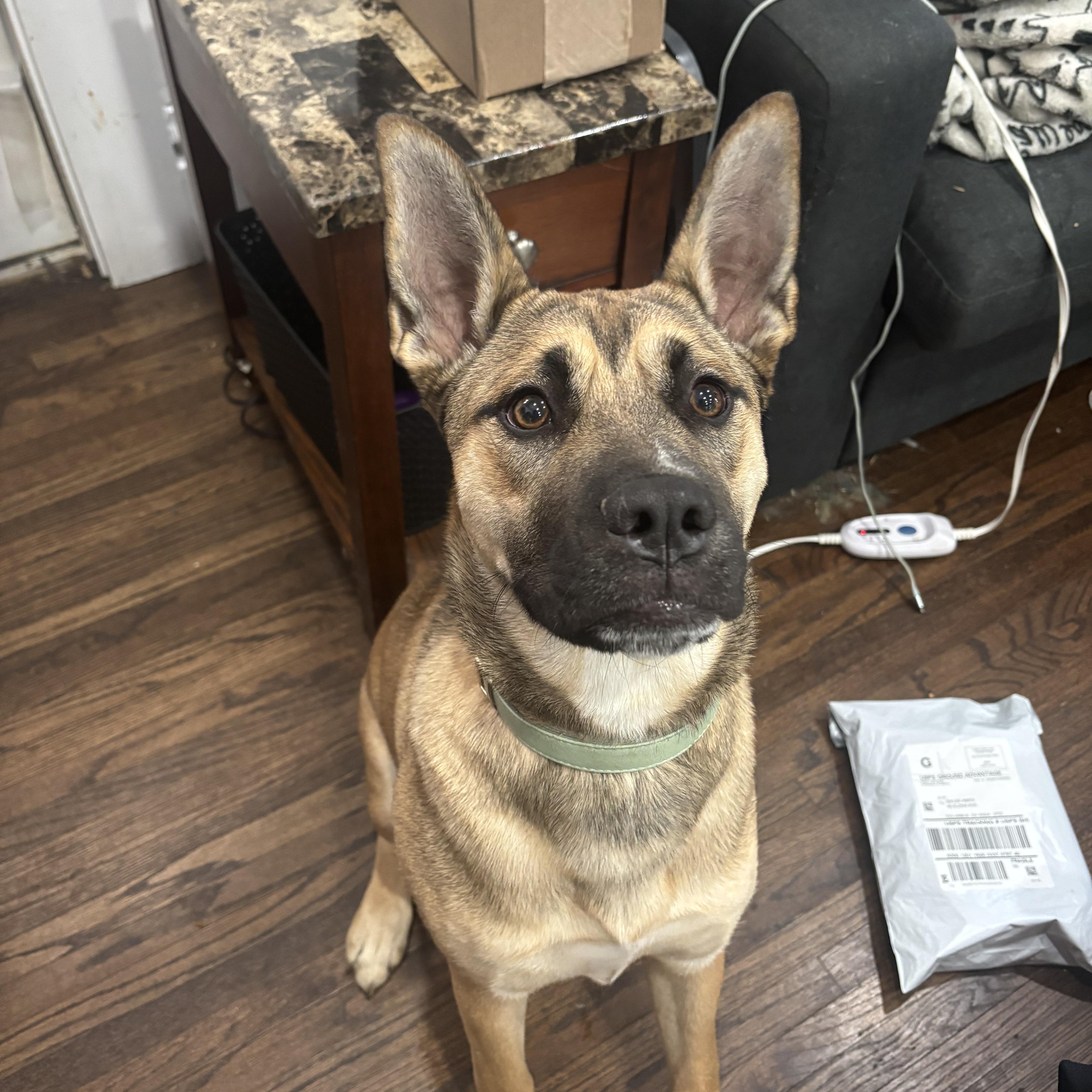 Onyx, an adopted mixed breed in Greenfield, OH image 3/5