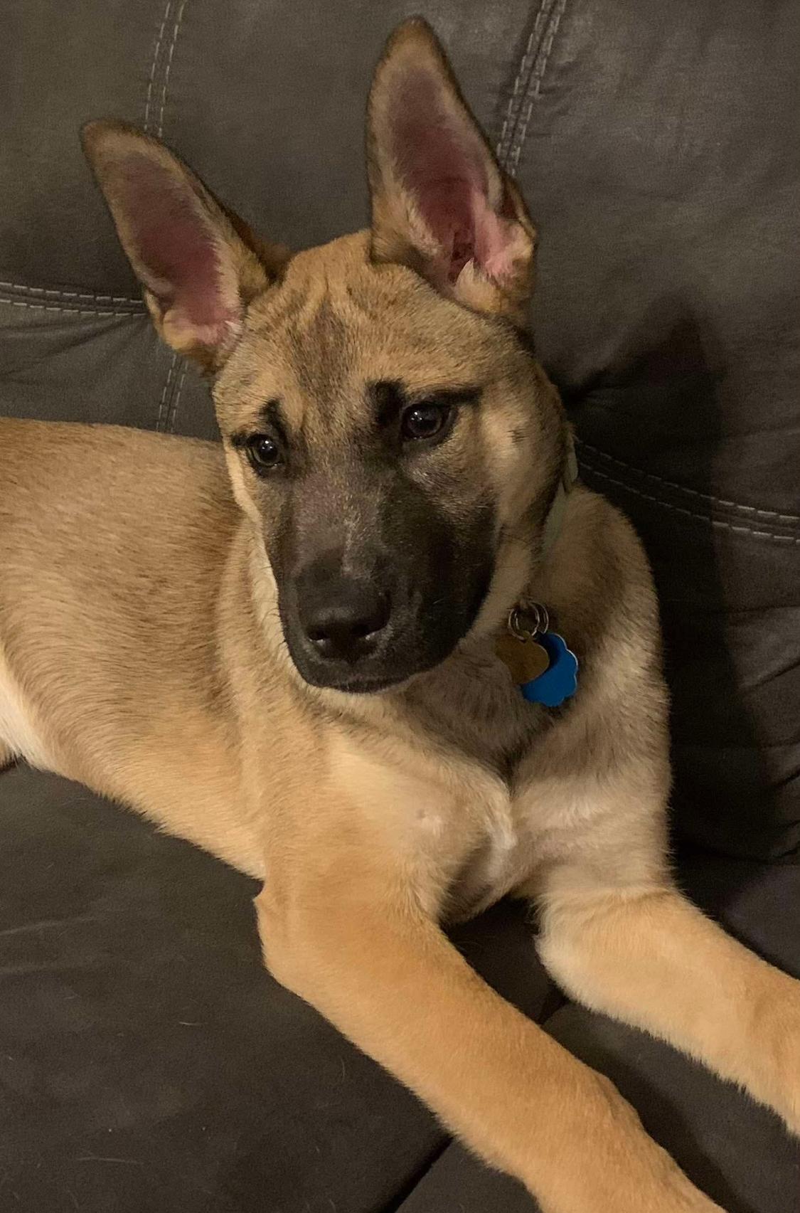 Onyx, an adopted mixed breed in Greenfield, OH image 2/5