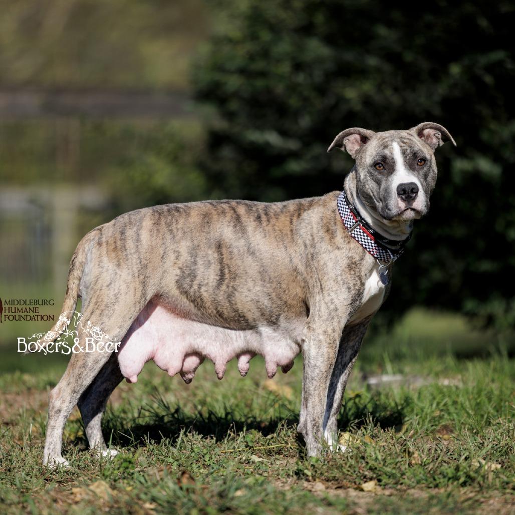 Enlarge Tika, a Adoptable Mixed Breed in Marshall, VA image 1/6