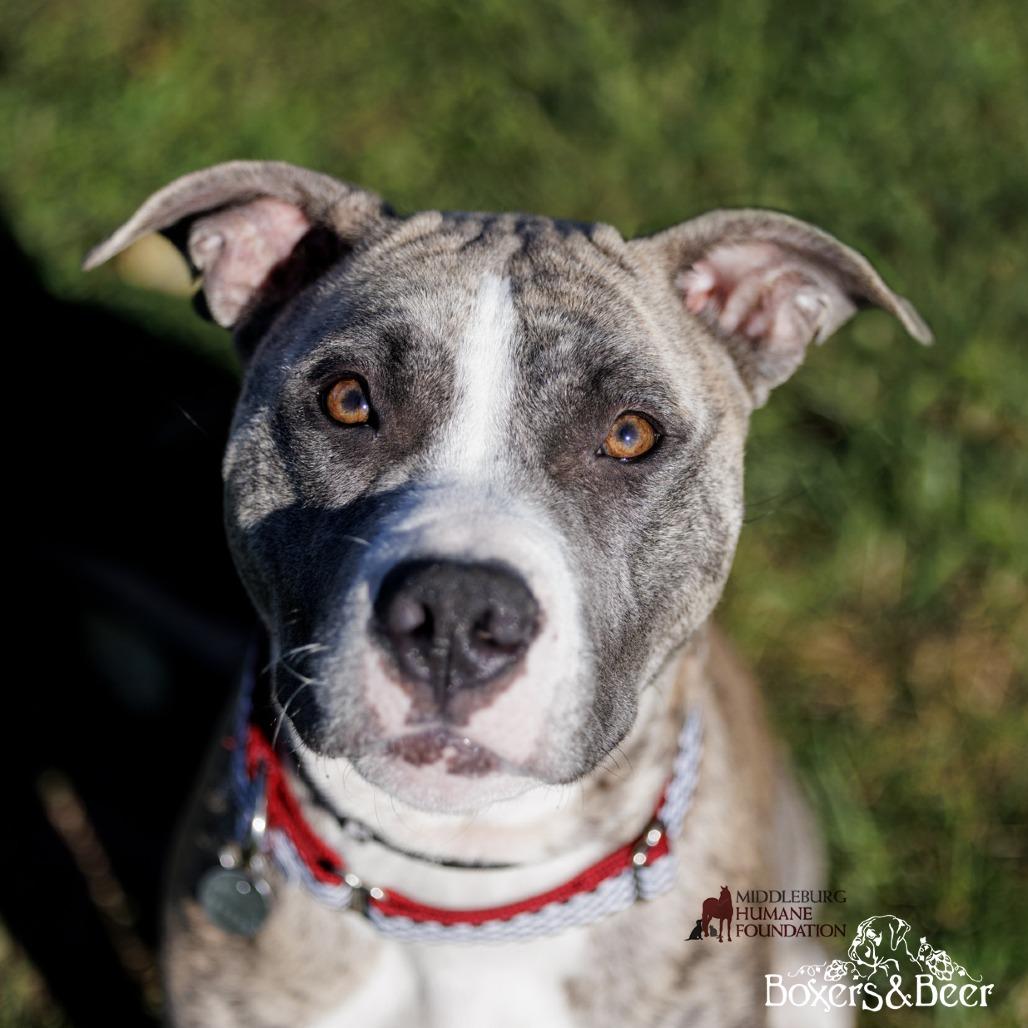 Enlarge Tika, a Adoptable Mixed Breed in Marshall, VA image 2/6