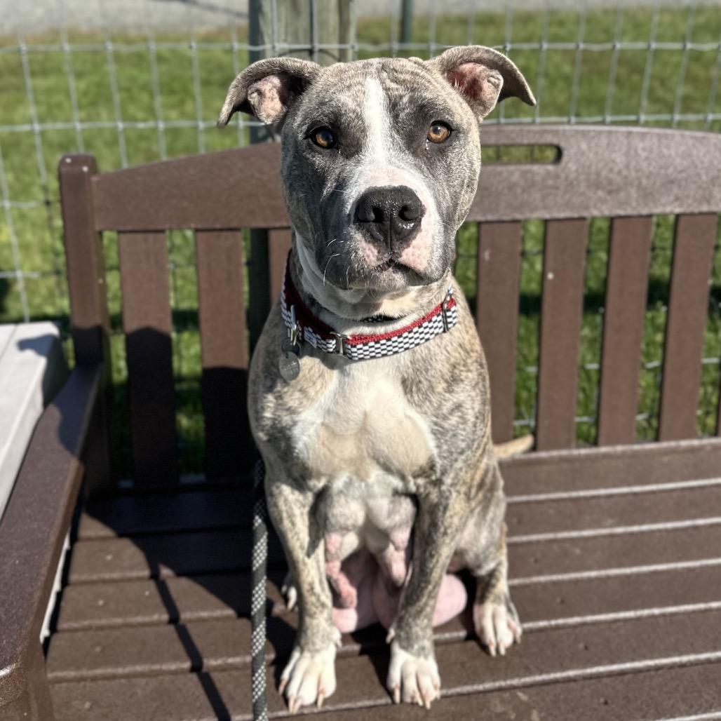 Enlarge Tika, a Adoptable Mixed Breed in Marshall, VA image 4/6