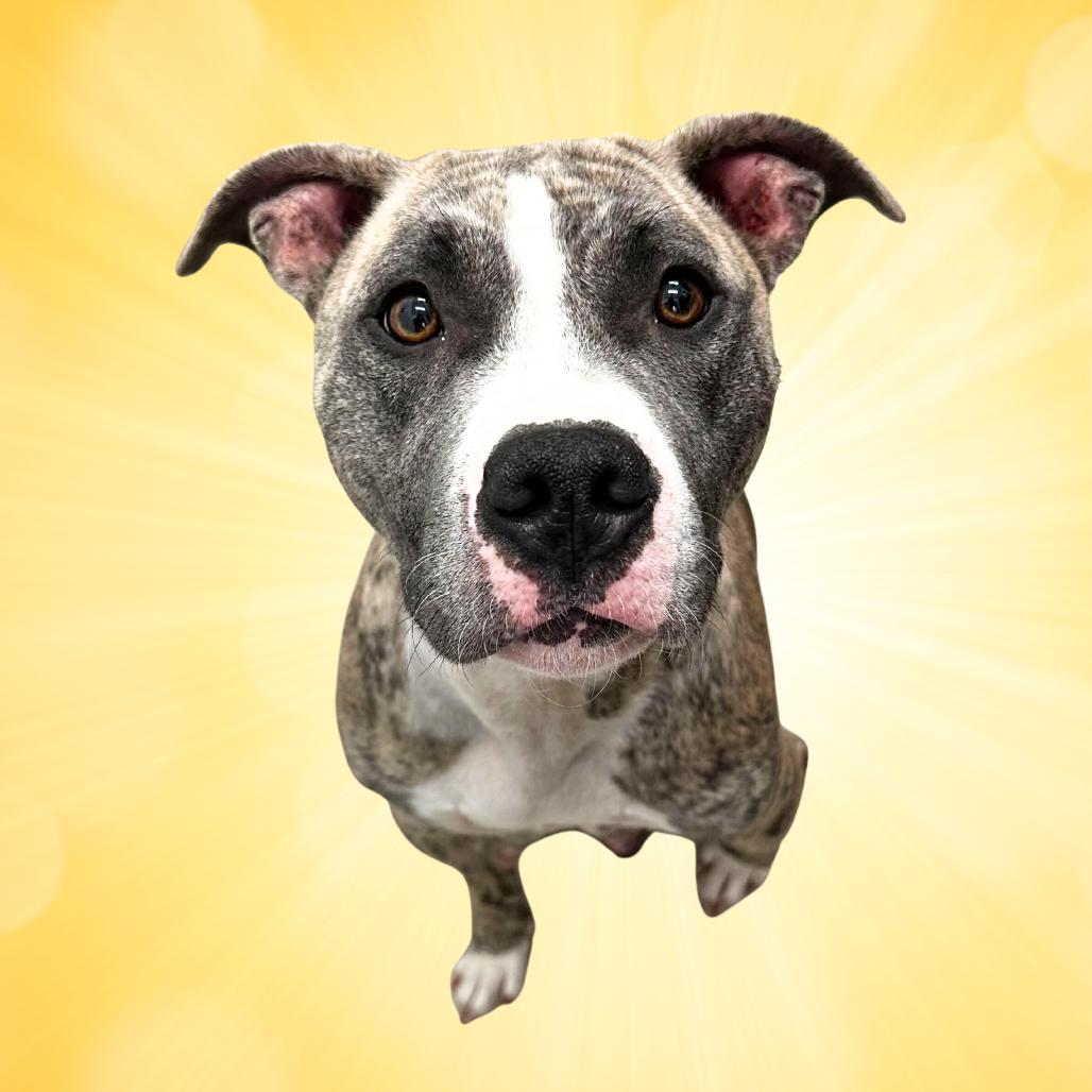 Enlarge Tika, a Adoptable Mixed Breed in Marshall, VA image 6/6