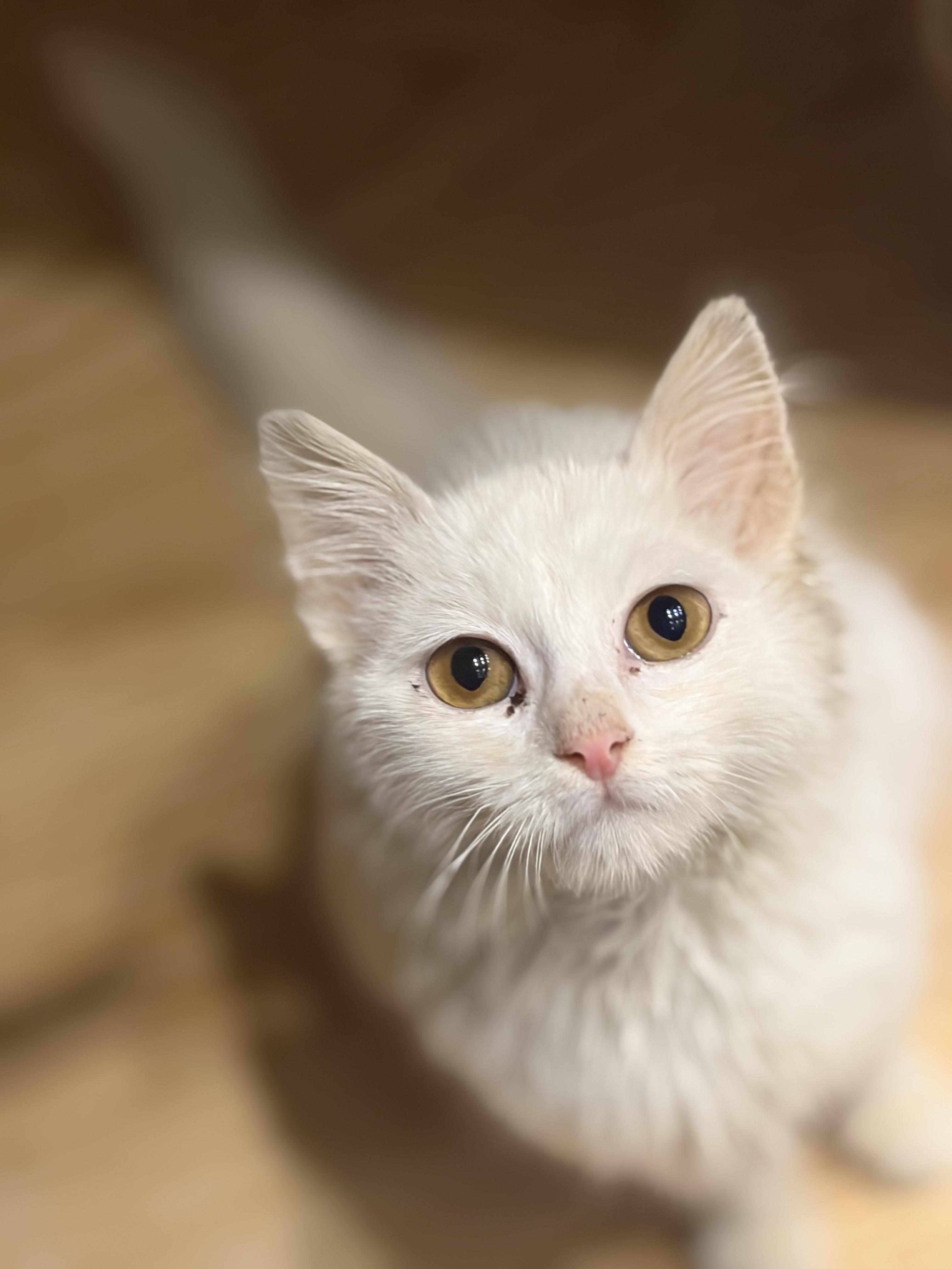 Enlarge Mu'tasem, the Kindest Angora Mix Kitten, a ADOPTABLE mixed breed in Somerset, NJ image 1/5