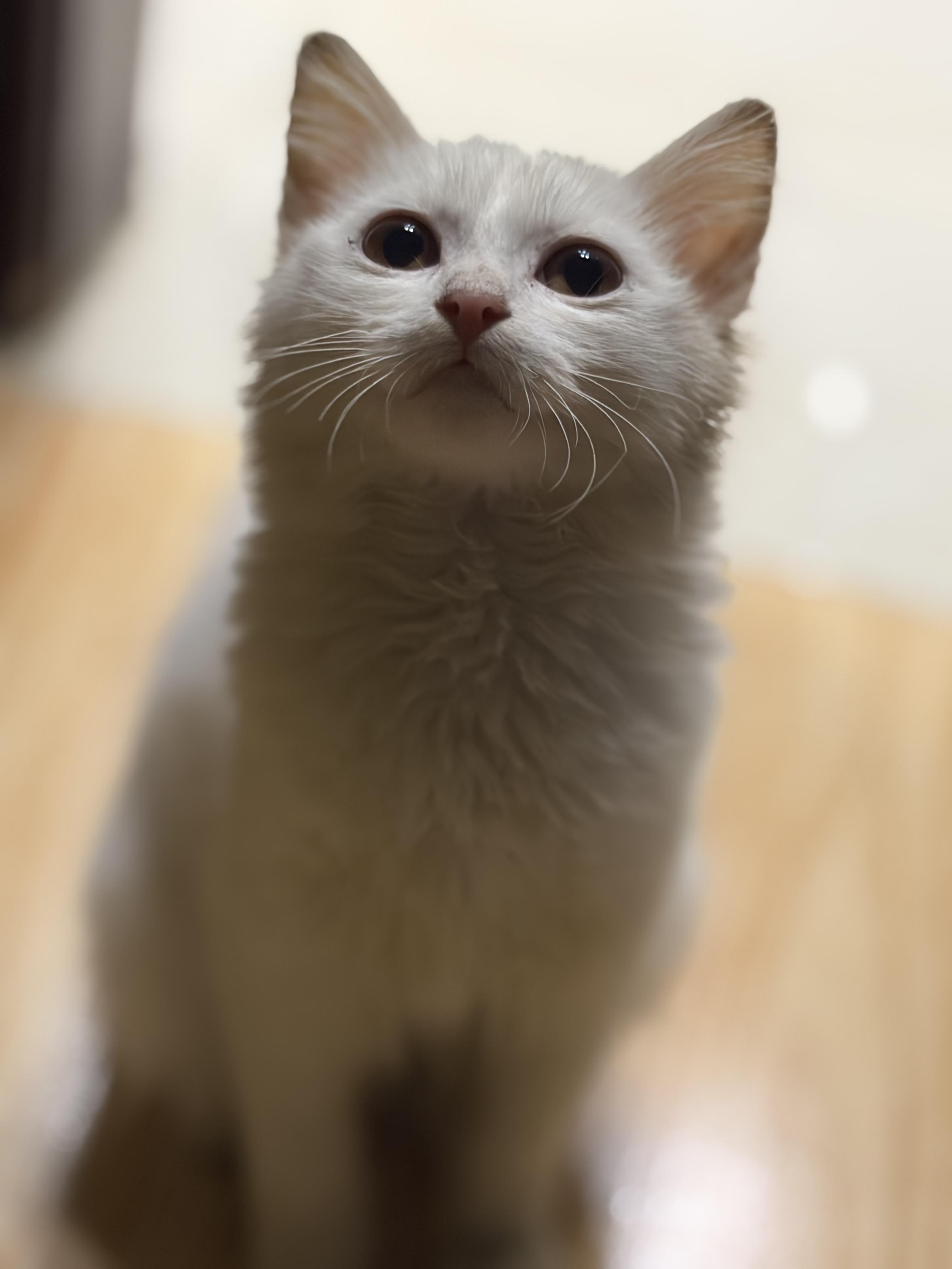 Enlarge Mu'tasem, the Kindest Angora Mix Kitten, a ADOPTABLE mixed breed in Somerset, NJ image 3/5