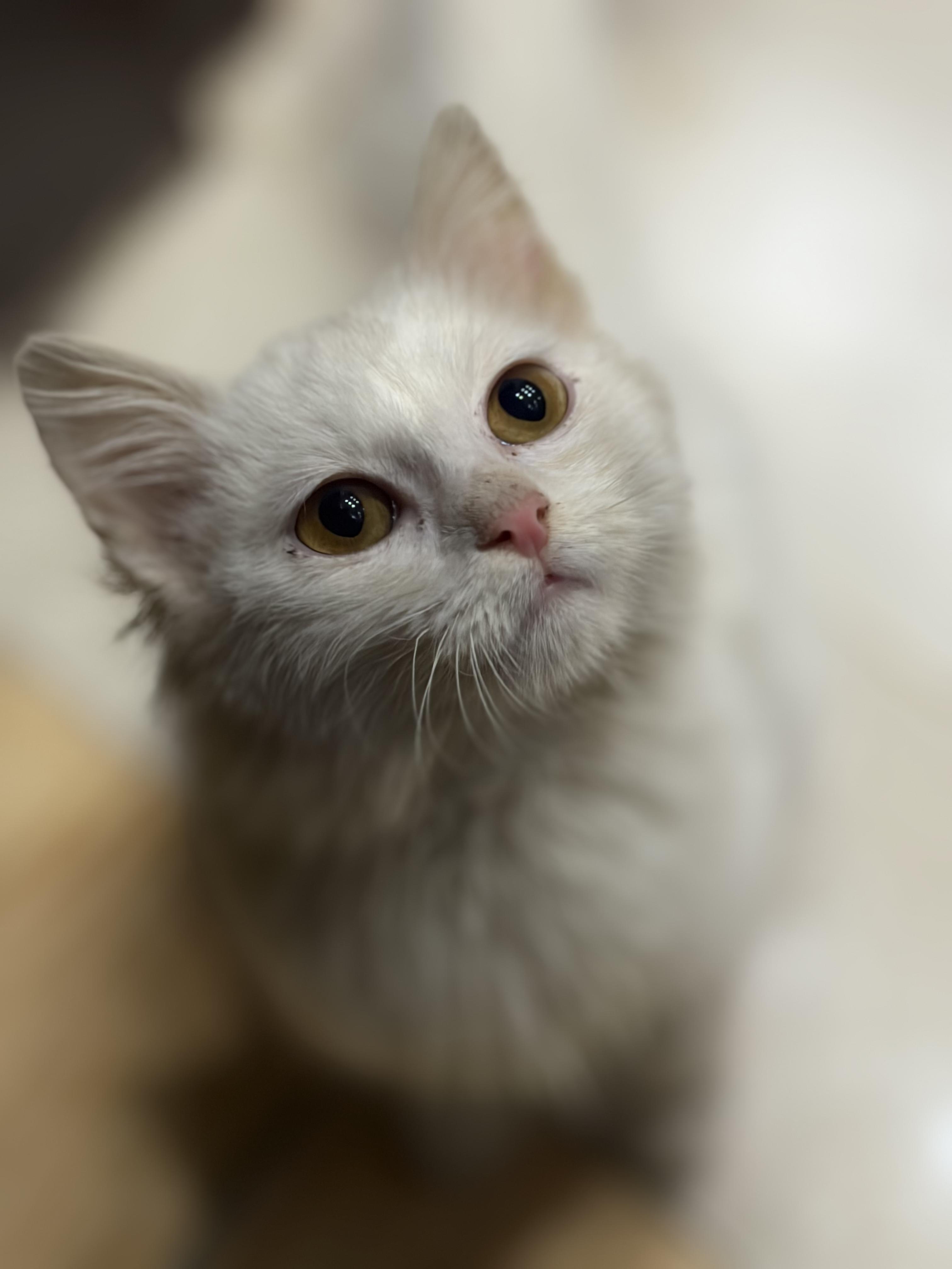 Enlarge Mu'tasem, the Kindest Angora Mix Kitten, a ADOPTABLE mixed breed in Somerset, NJ image 2/5