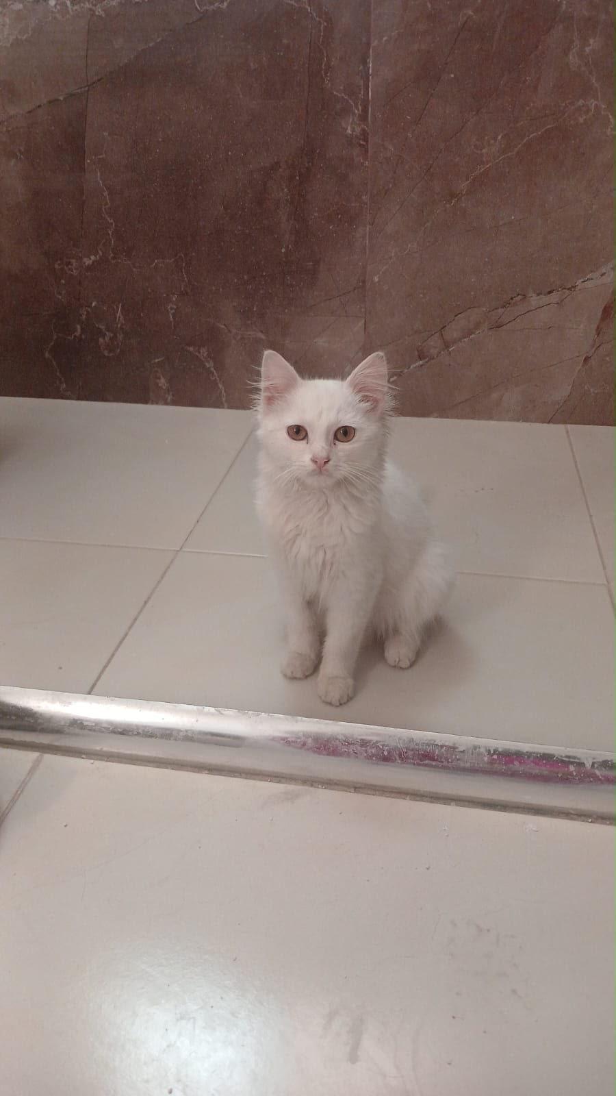 Enlarge Mu'tasem, the Kindest Angora Mix Kitten, a ADOPTABLE mixed breed in Somerset, NJ image 5/5