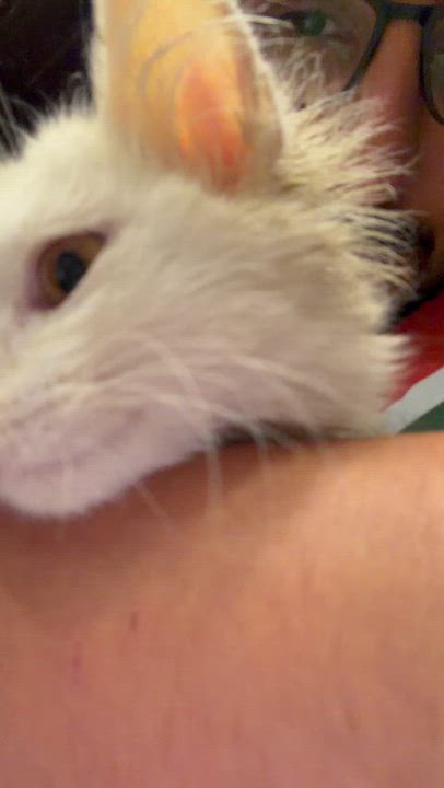 Enlarge Mu'tasem, the Kindest Angora Mix Kitten, a ADOPTABLE mixed breed in Somerset, NJ video 4/5