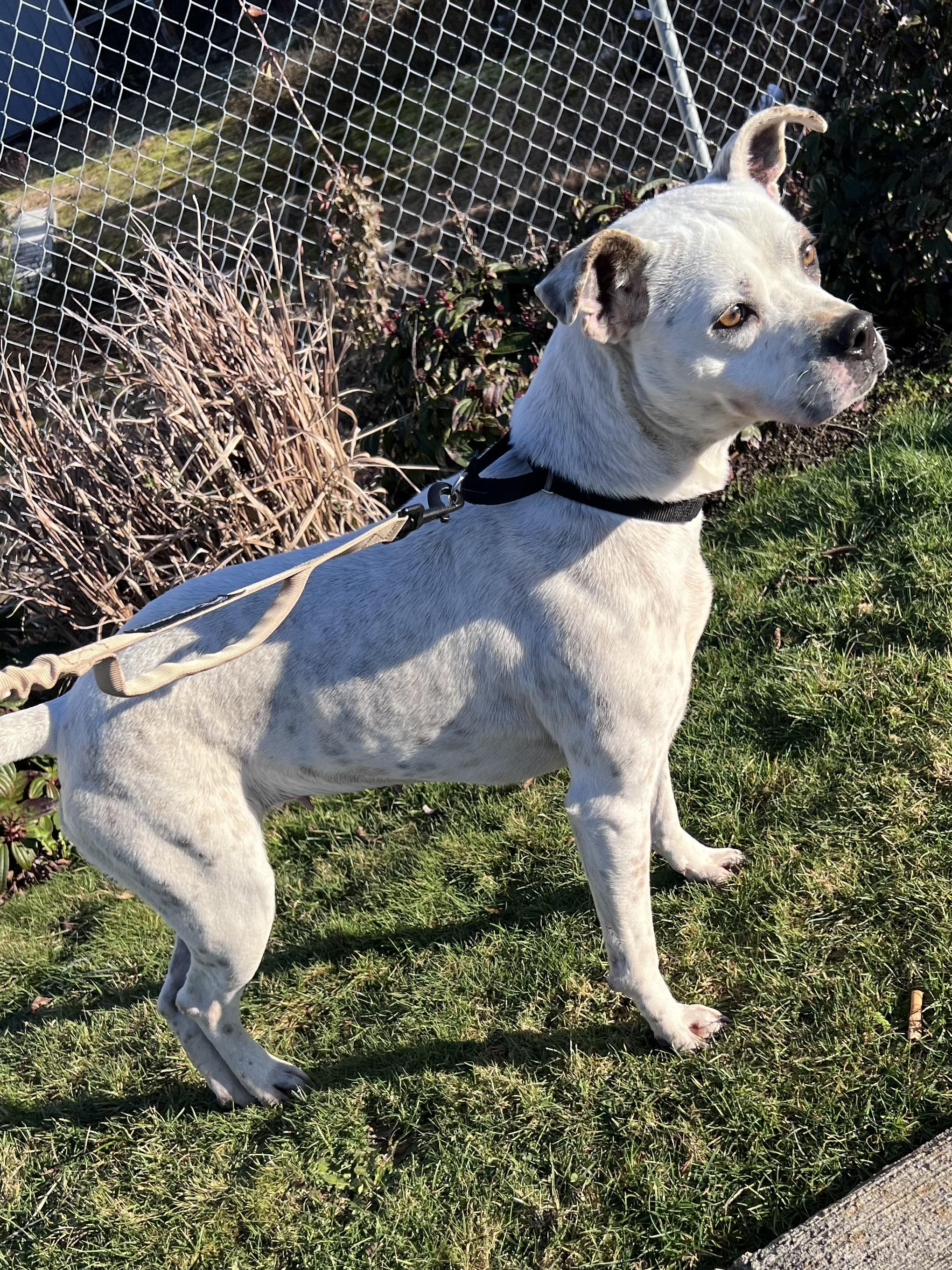 Dottie, a Adopted mixed breed in Seattle, WA image 6/6