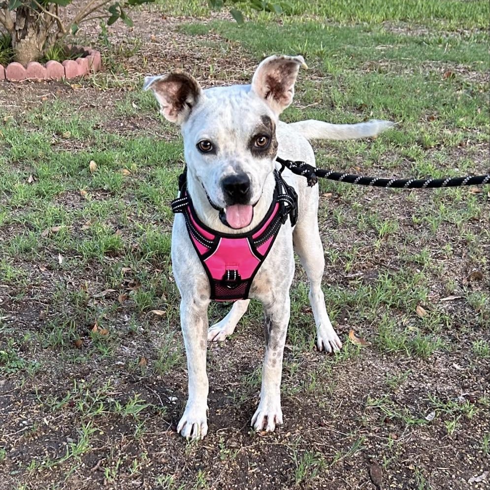 Dottie, Adopted, Young Female Boxer & Bull Terrier.
