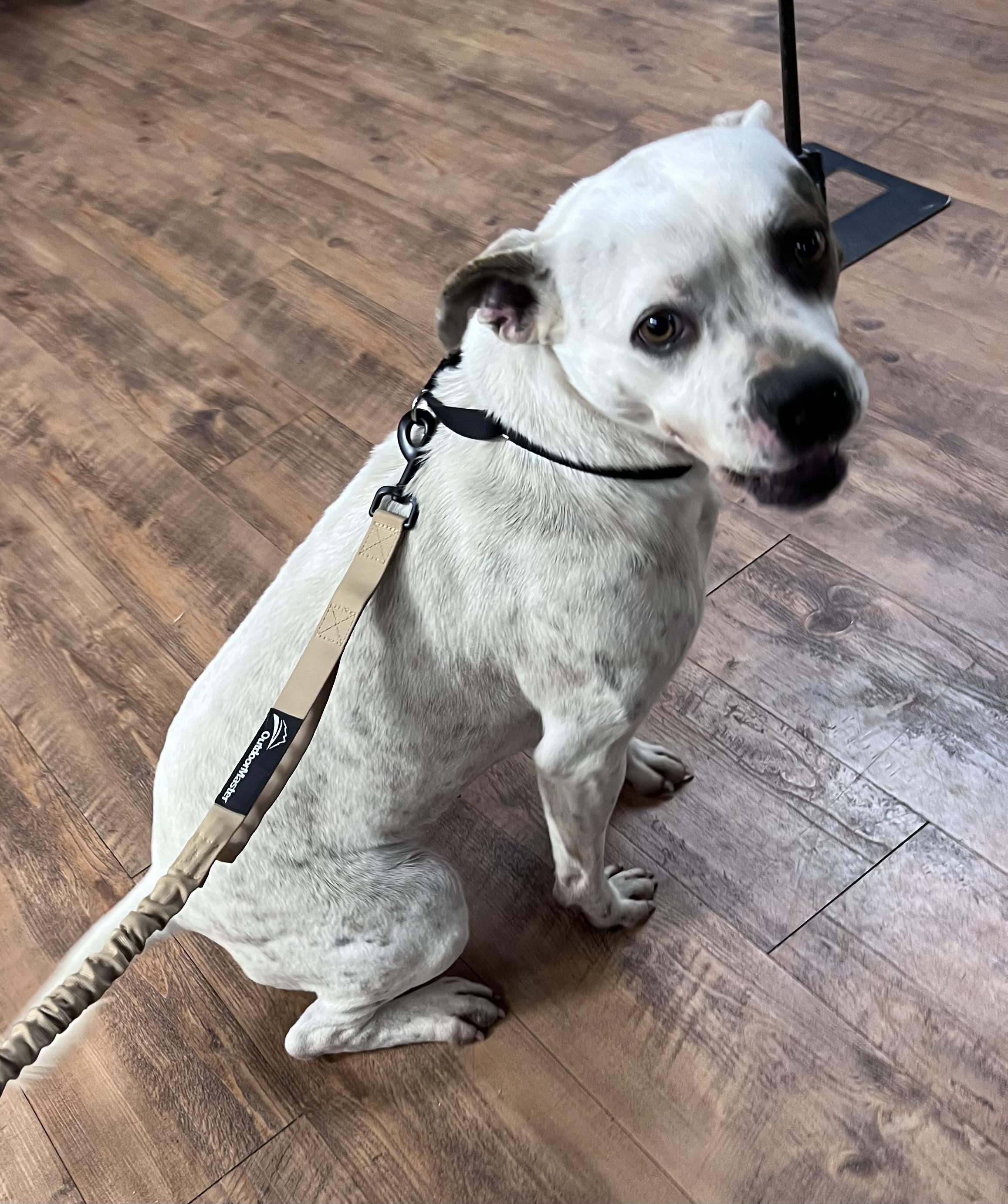 Dottie, a Adopted mixed breed in Seattle, WA image 4/6