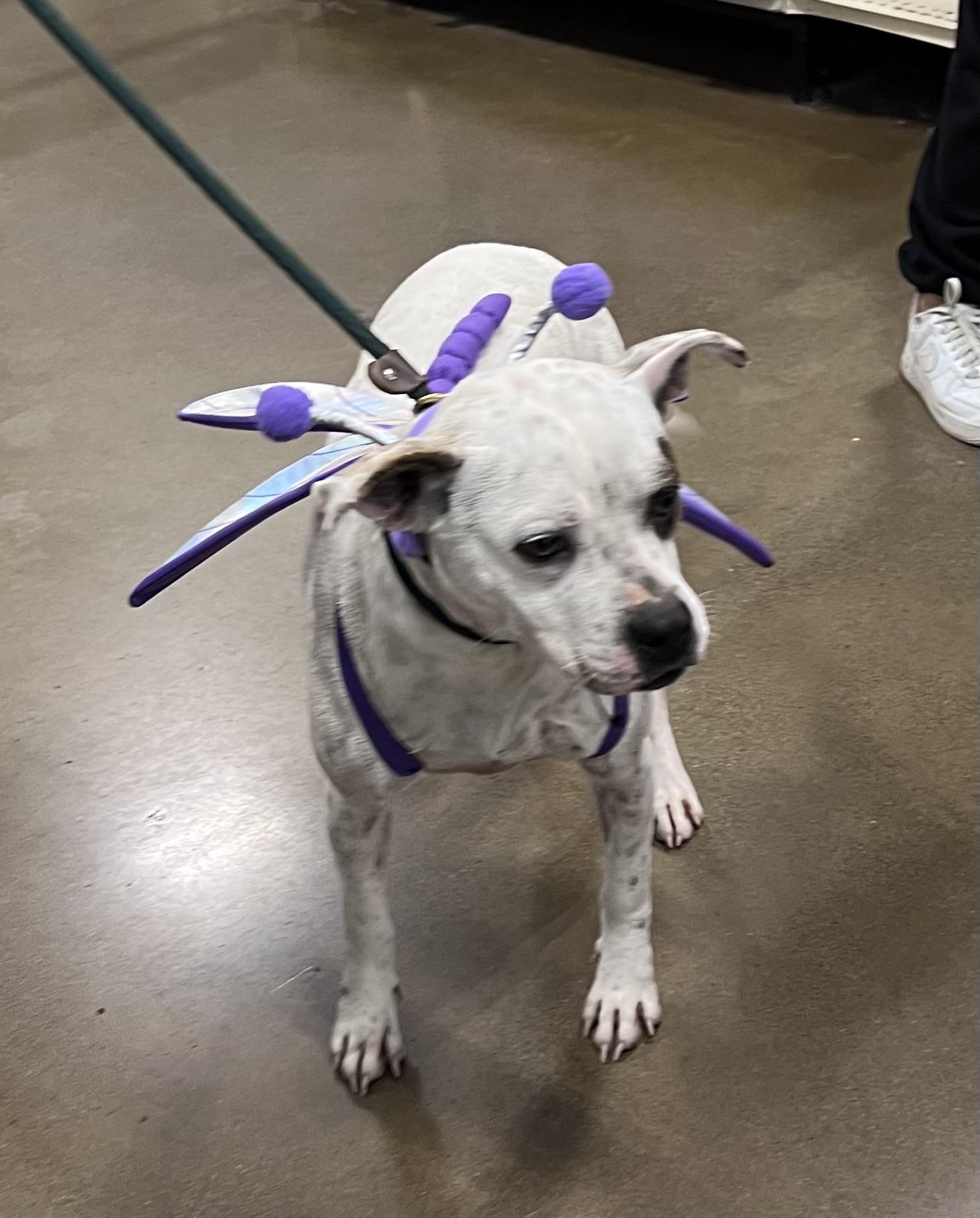 Dottie, a Adopted mixed breed in Seattle, WA image 3/6