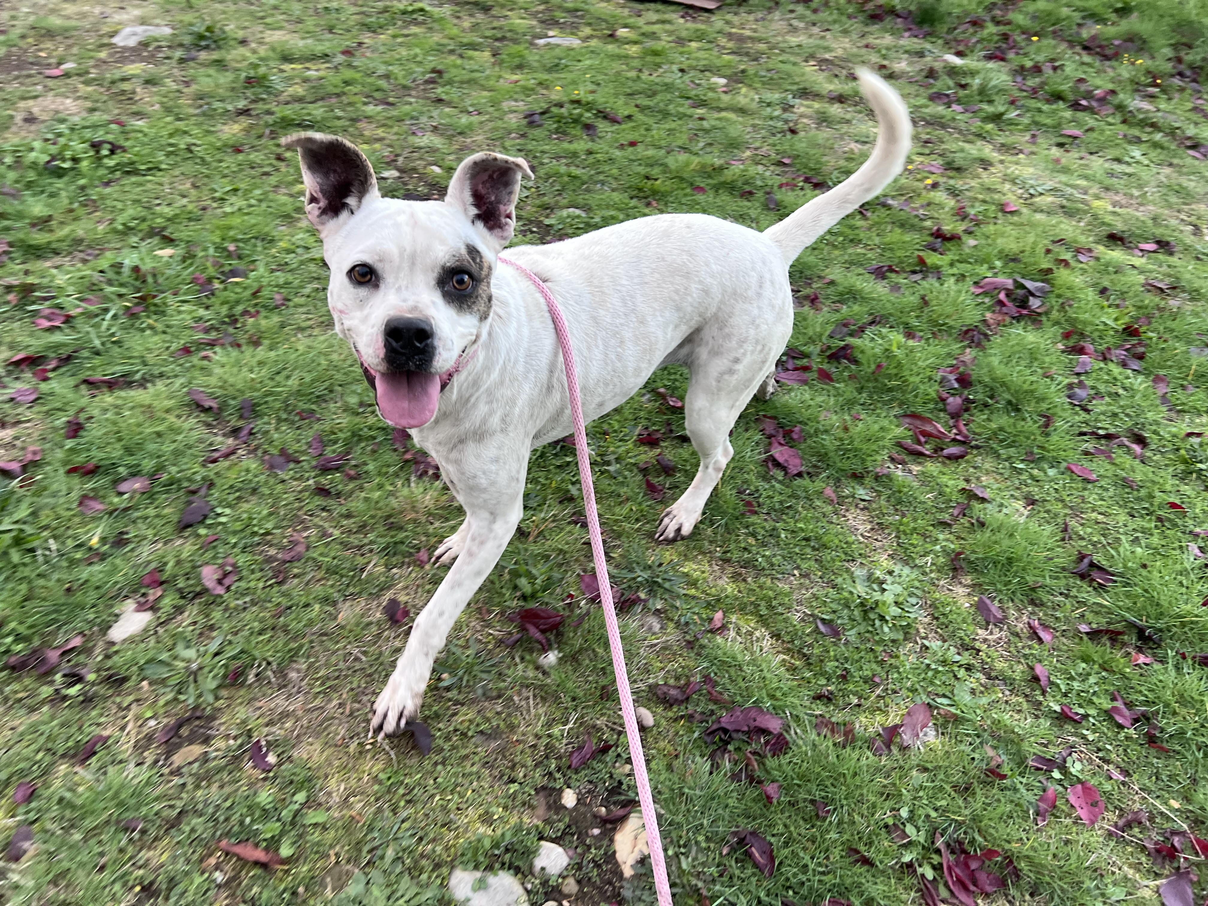 Dottie, a Adopted mixed breed in Seattle, WA image 2/6