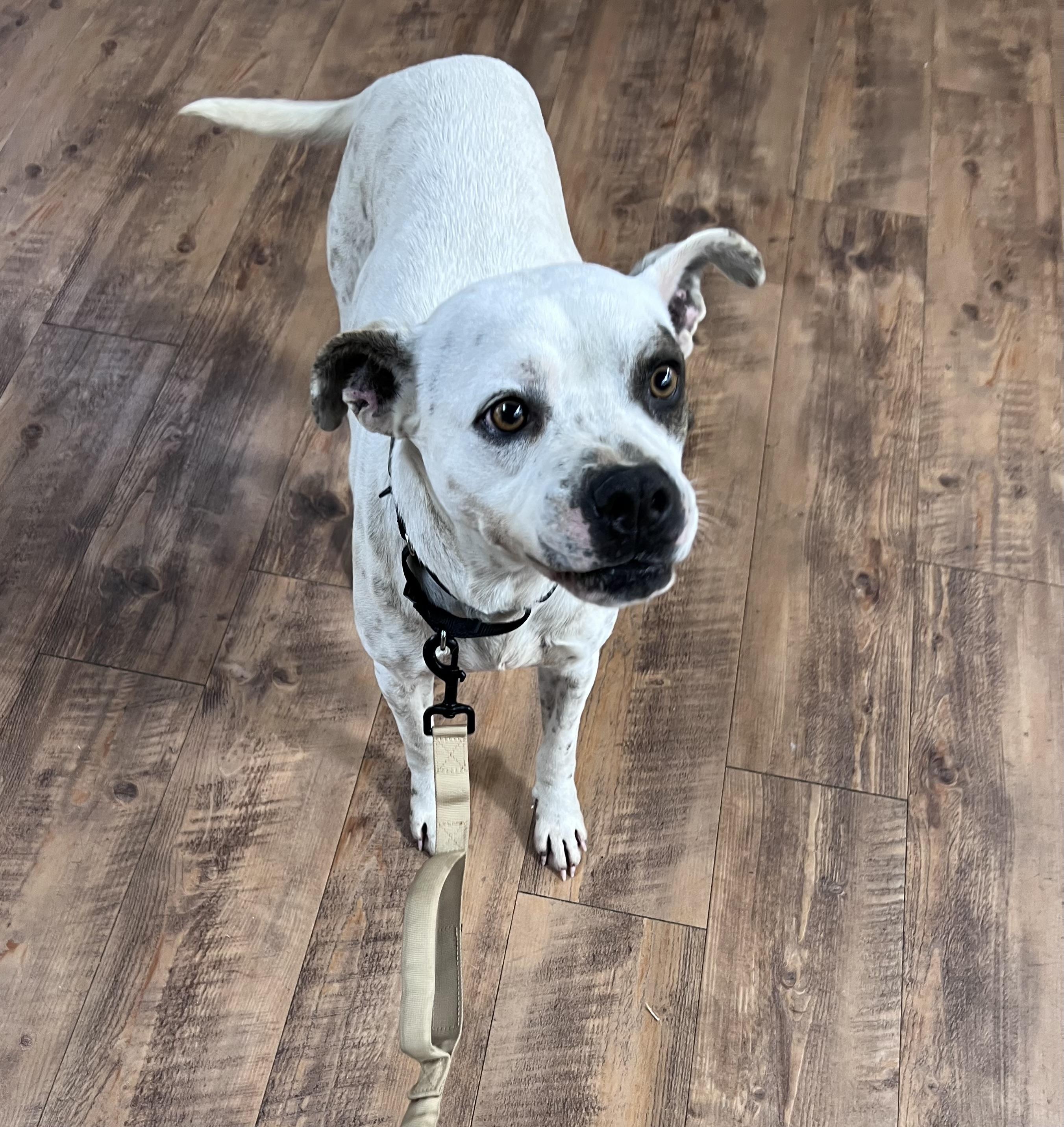 Dottie, a Adopted mixed breed in Seattle, WA image 5/6