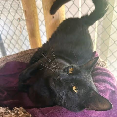 Ajax, a ADOPTABLE Domestic Short Hair in Ashland, OH image 1/3