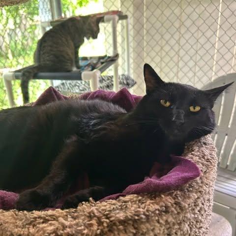 Ajax, a ADOPTABLE Domestic Short Hair in Ashland, OH image 3/3