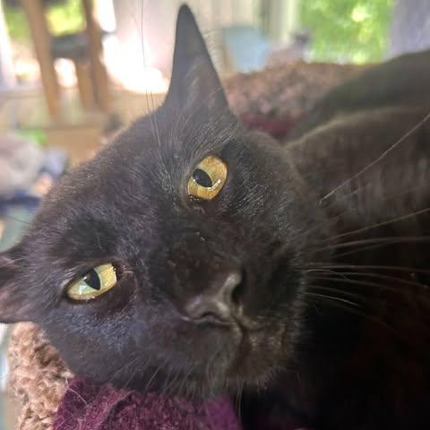 Ajax, a ADOPTABLE Domestic Short Hair in Ashland, OH image 2/3