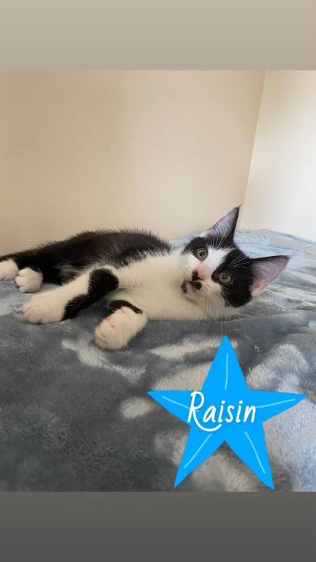 Raisin