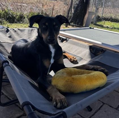 Zenon, Adoptable, Adult Female Labrador Retriever & Mixed Breed.