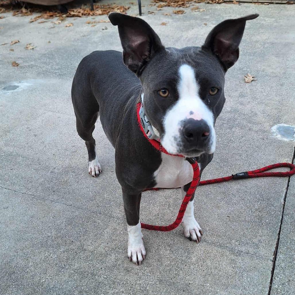 Enlarge Engla, a Adoptable mixed breed in Chesapeake, VA image 1/6