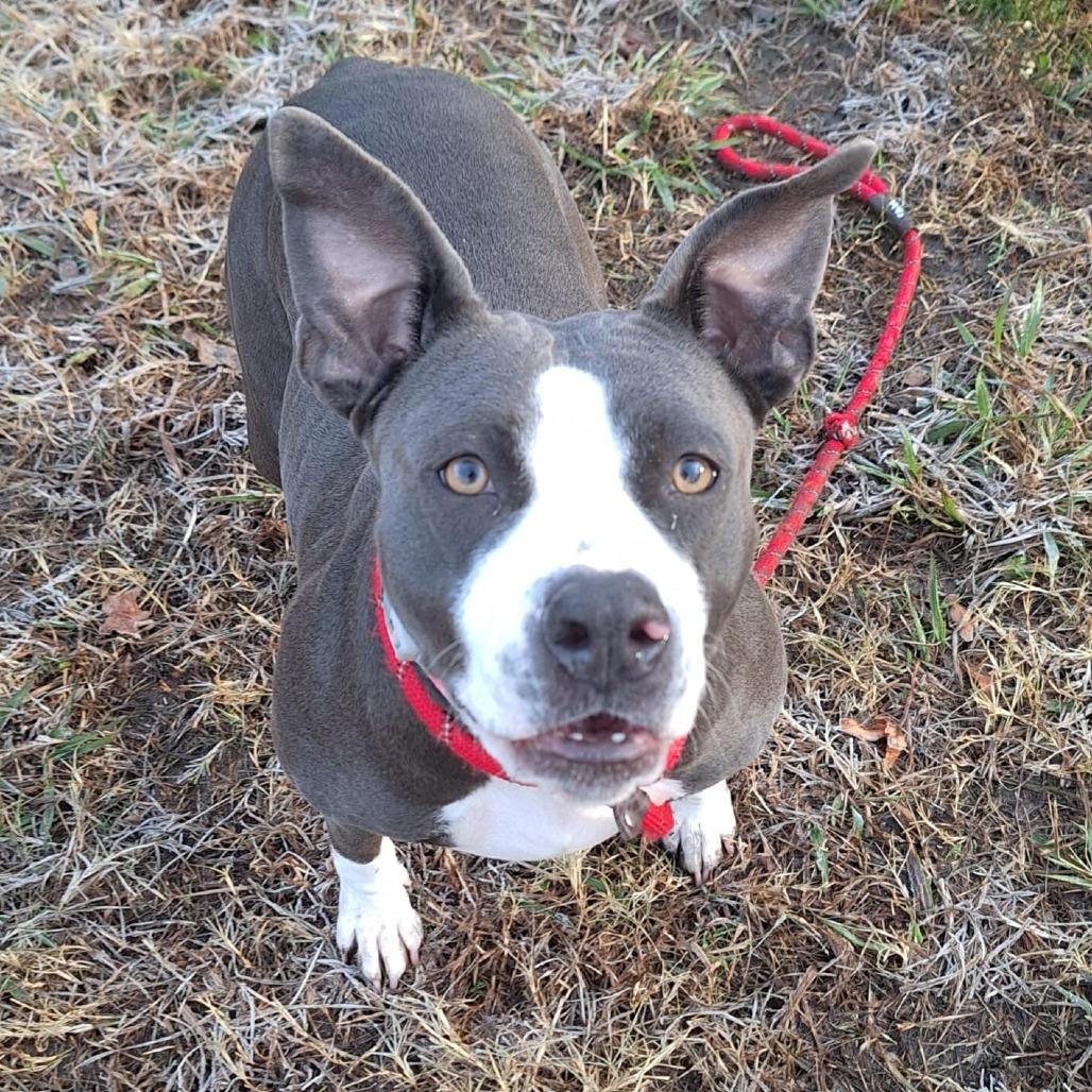 Enlarge Engla, a Adoptable mixed breed in Chesapeake, VA image 2/6