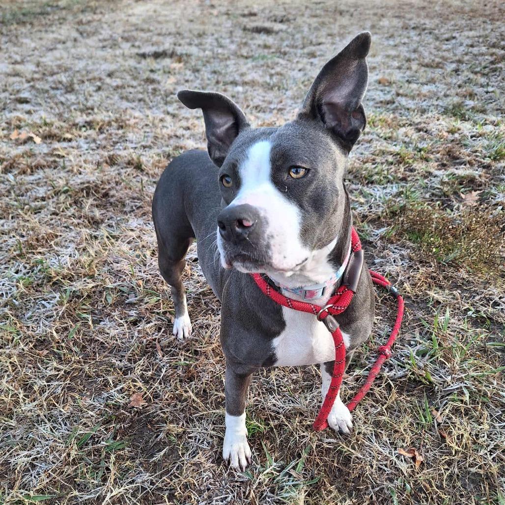 Enlarge Engla, a Adoptable mixed breed in Chesapeake, VA image 3/6