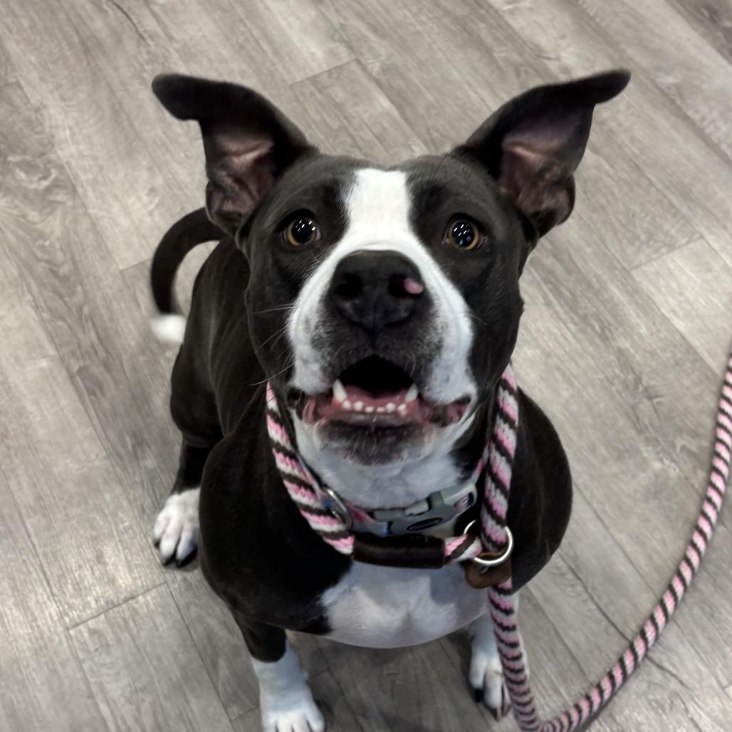 Enlarge Engla, a Adoptable mixed breed in Chesapeake, VA image 5/6