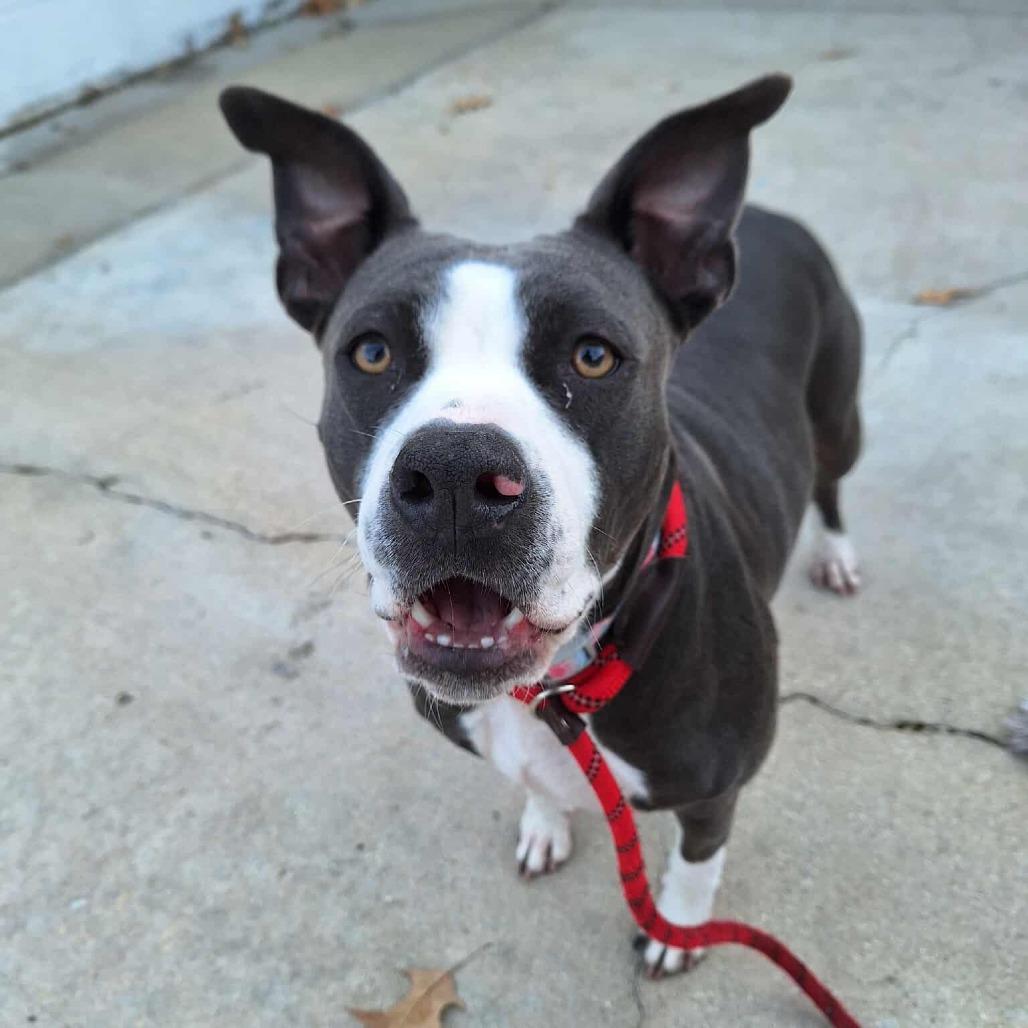 Enlarge Engla, a Adoptable mixed breed in Chesapeake, VA image 6/6