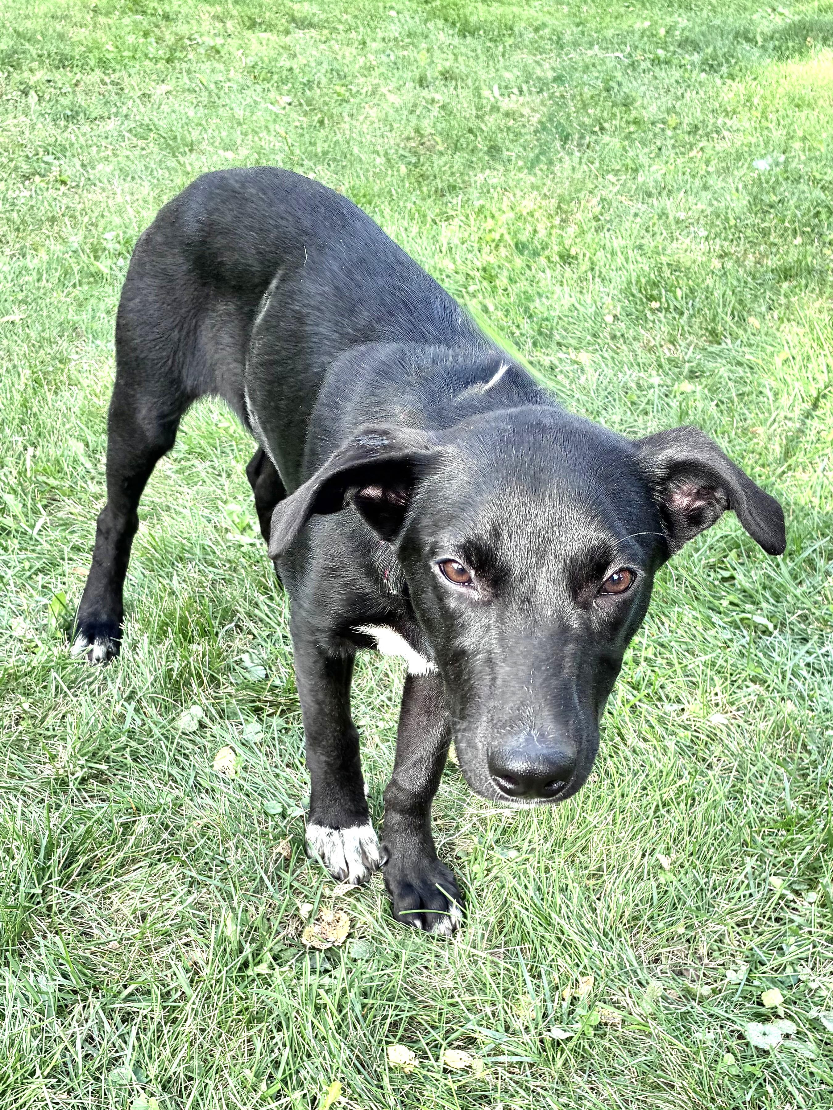 Enlarge Gussie, a Adoptable mixed breed in West Chicago, IL image 2/3