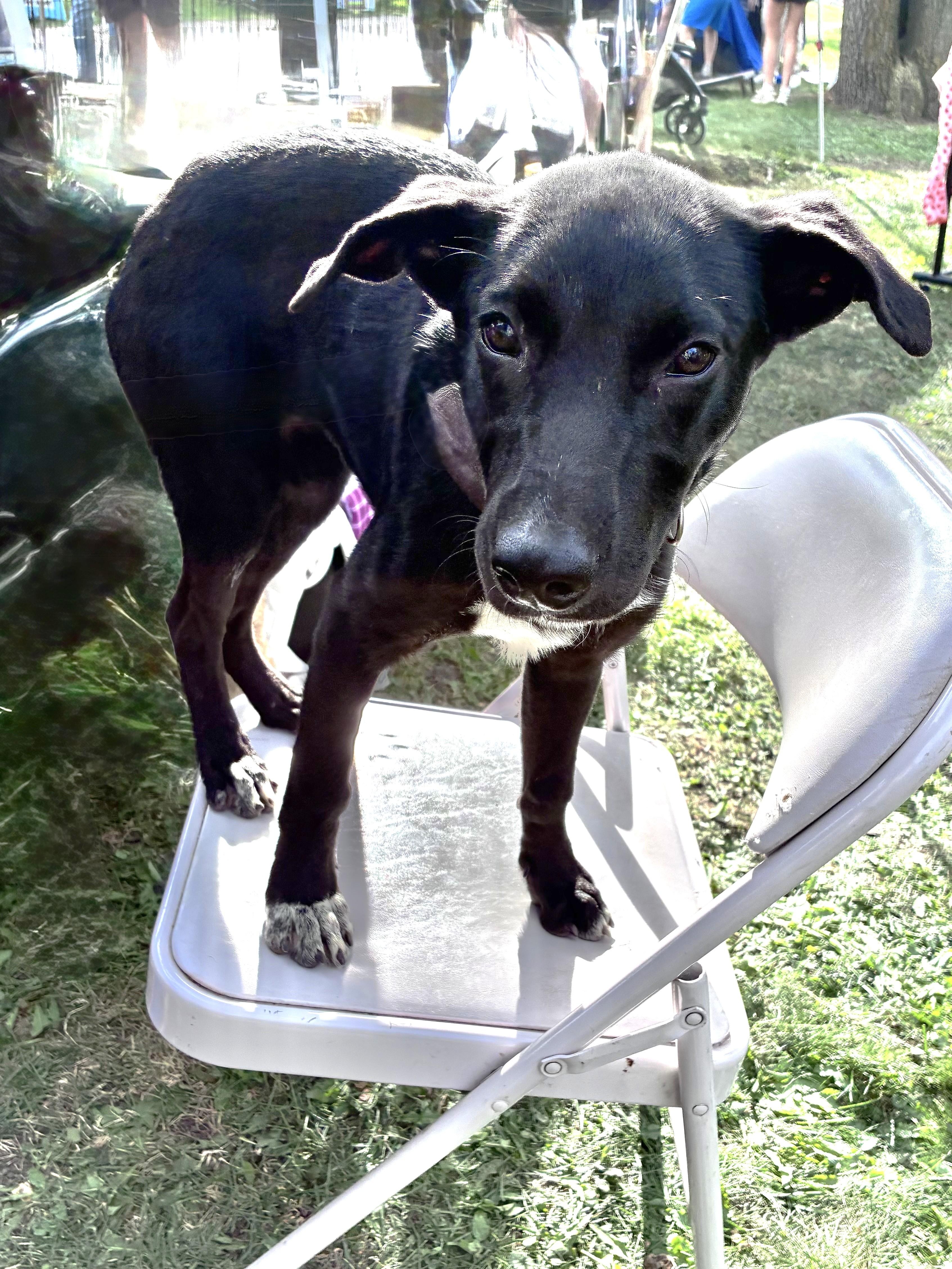 Enlarge Gussie, a Adoptable mixed breed in West Chicago, IL image 3/3