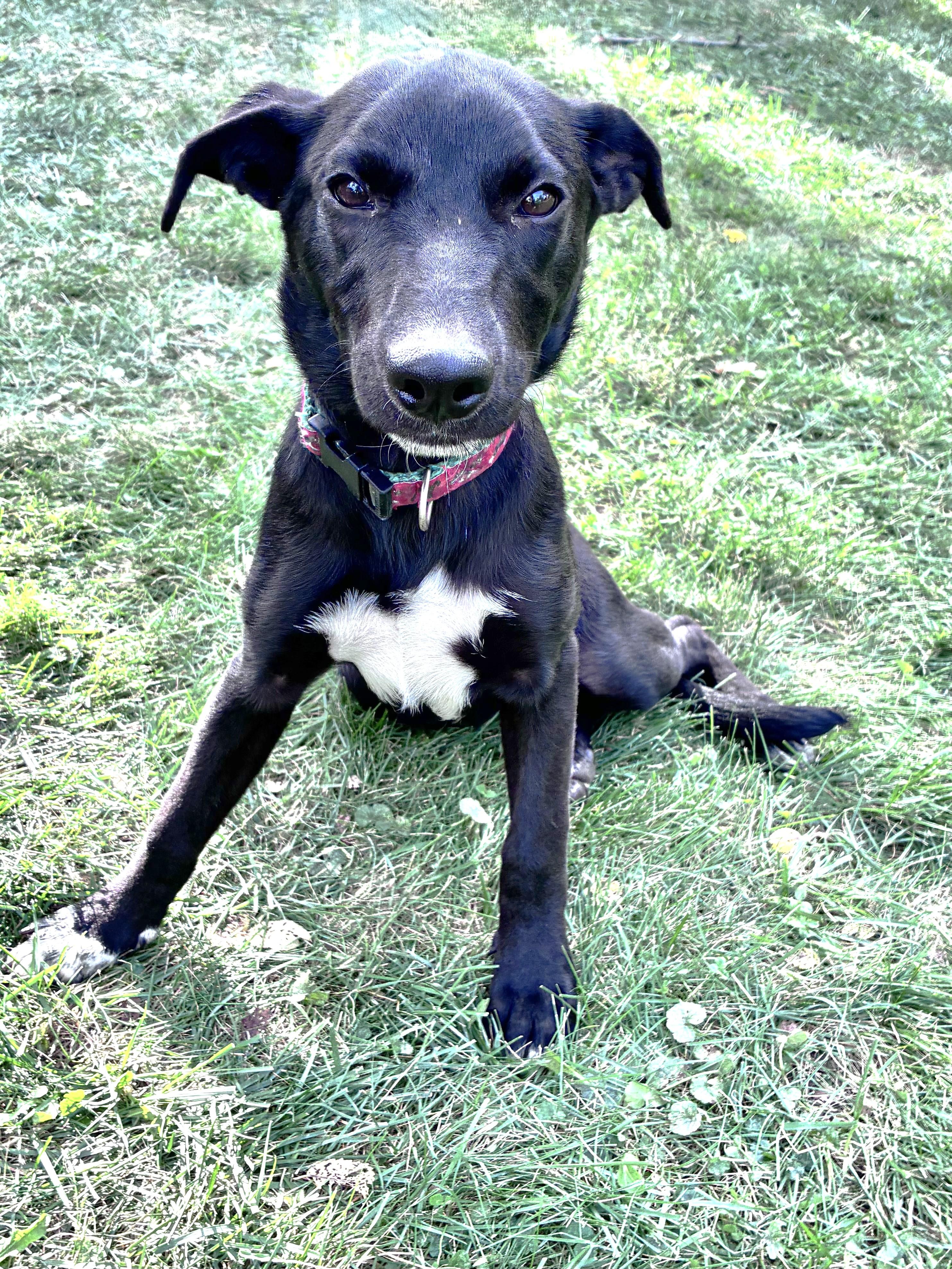 Gussie, Adoptable, Puppy Female Retriever.