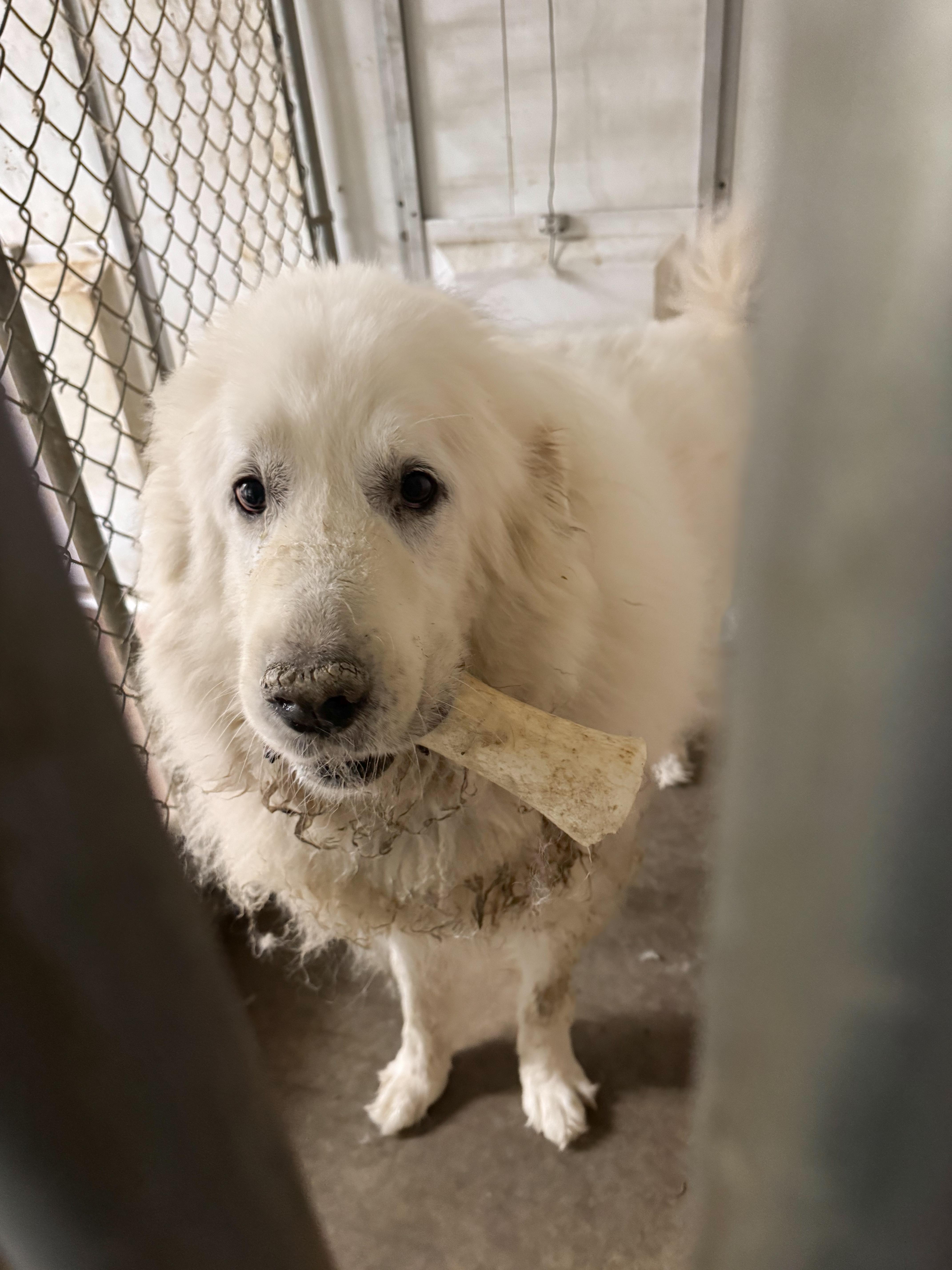 Merle, Adopted, Senior Male Great Pyrenees.