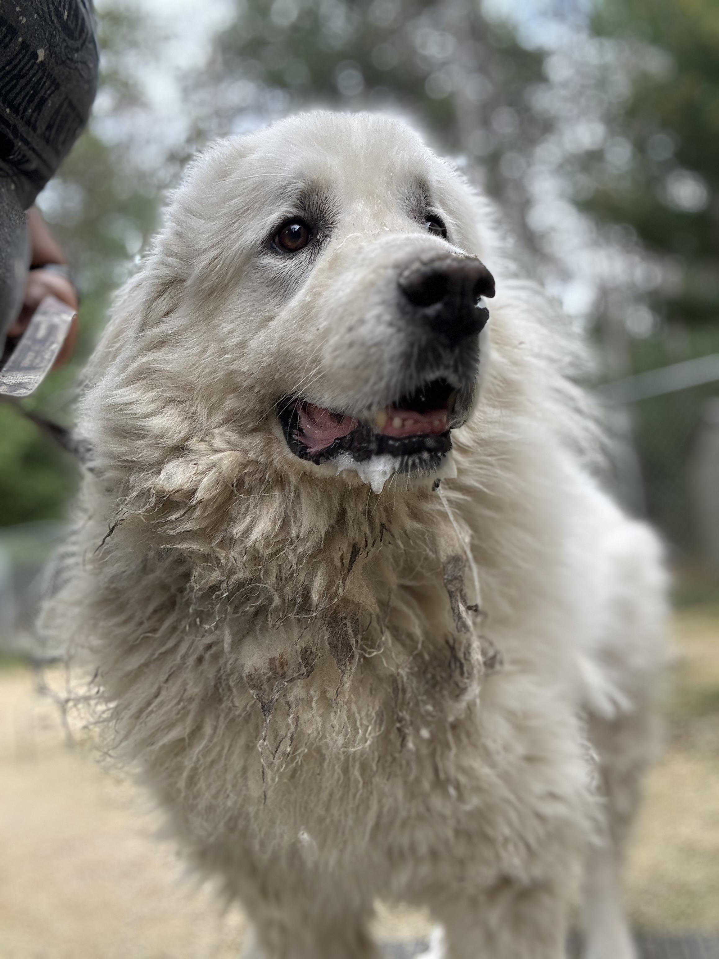 Enlarge Merle, a Adopted Great Pyrenees in Neshkoro, WI image 2/2