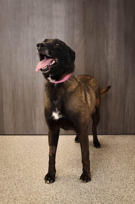Enlarge Sasha, a Adoptable Belgian Shepherd / Malinois in Georgetown, OH image 1/1