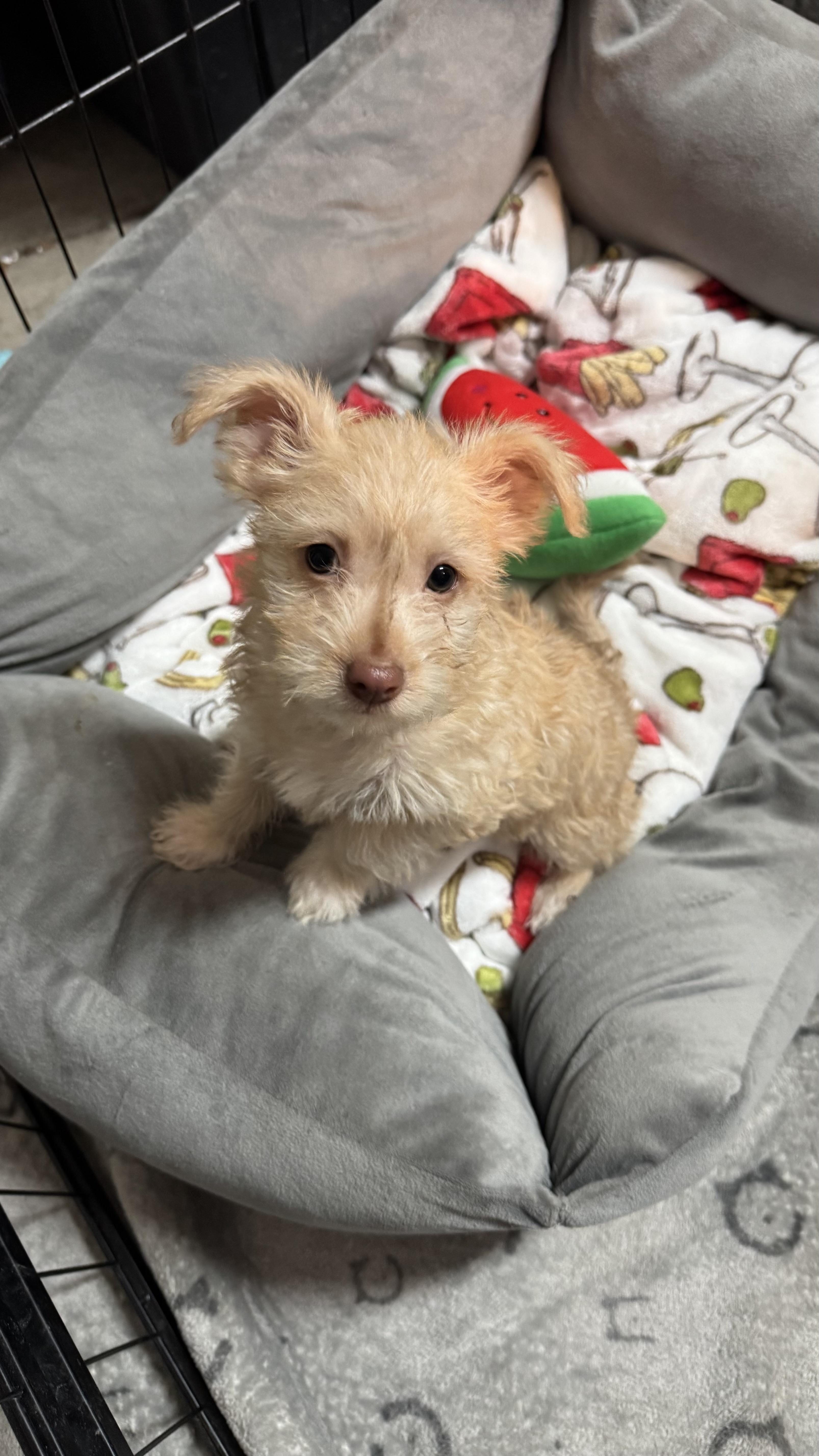 Harry, adopted, Puppy Male Chihuahua & Rat Terrier.