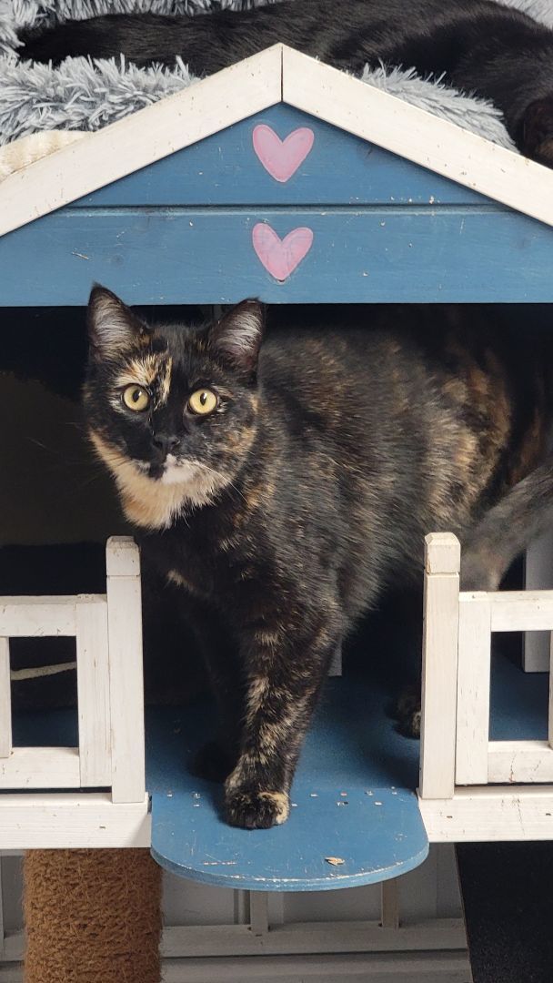 Sally, Adoptable, Young Female Domestic Short Hair.