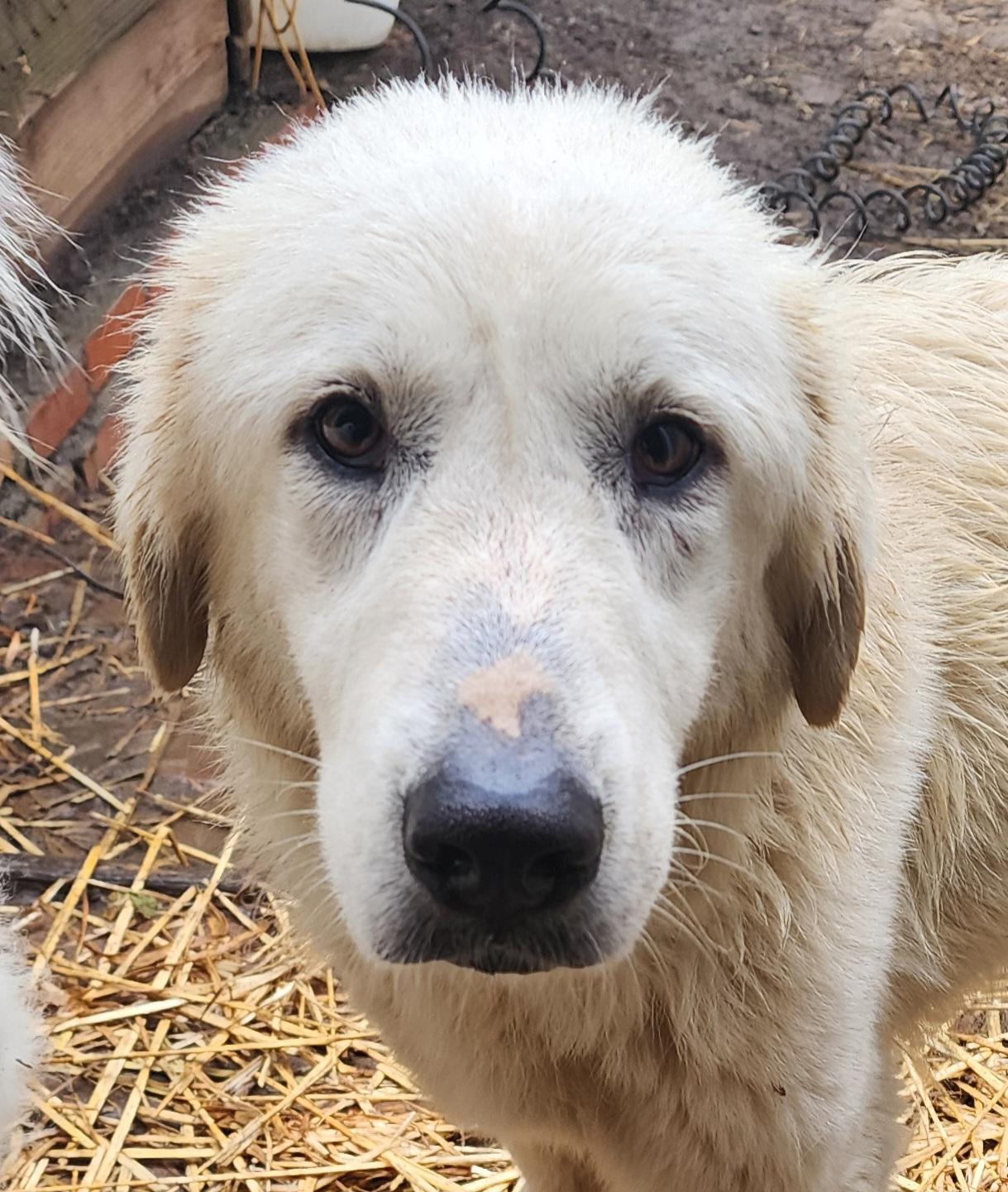 Snowball, ADOPTABLE, Young Female Great Pyrenees.
