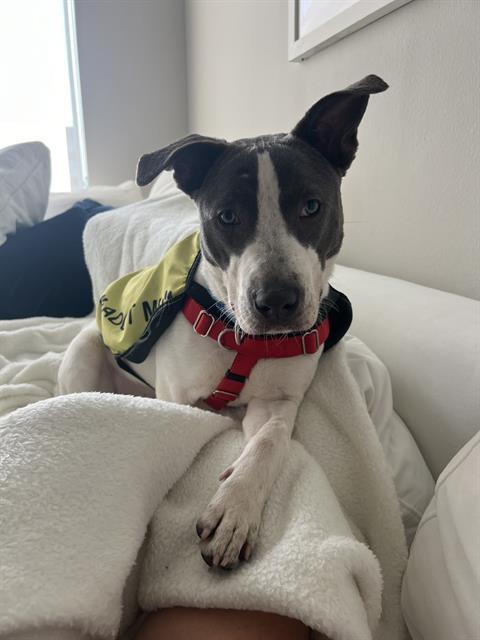 LILA, Adoptable, Young Female Mixed Breed.