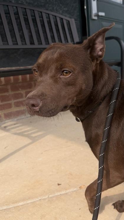 26-524 Happy, a Adoptable mixed breed in Barnesville, GA image 2/3