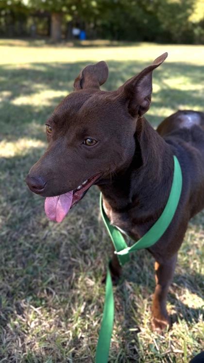 Enlarge 26-524 Happy, a Adoptable mixed breed in Barnesville, GA image 2/3