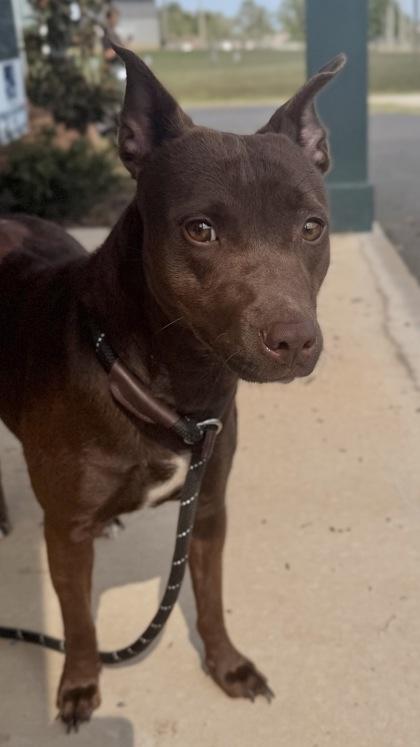 26-524 Happy, a Adoptable mixed breed in Barnesville, GA image 3/3