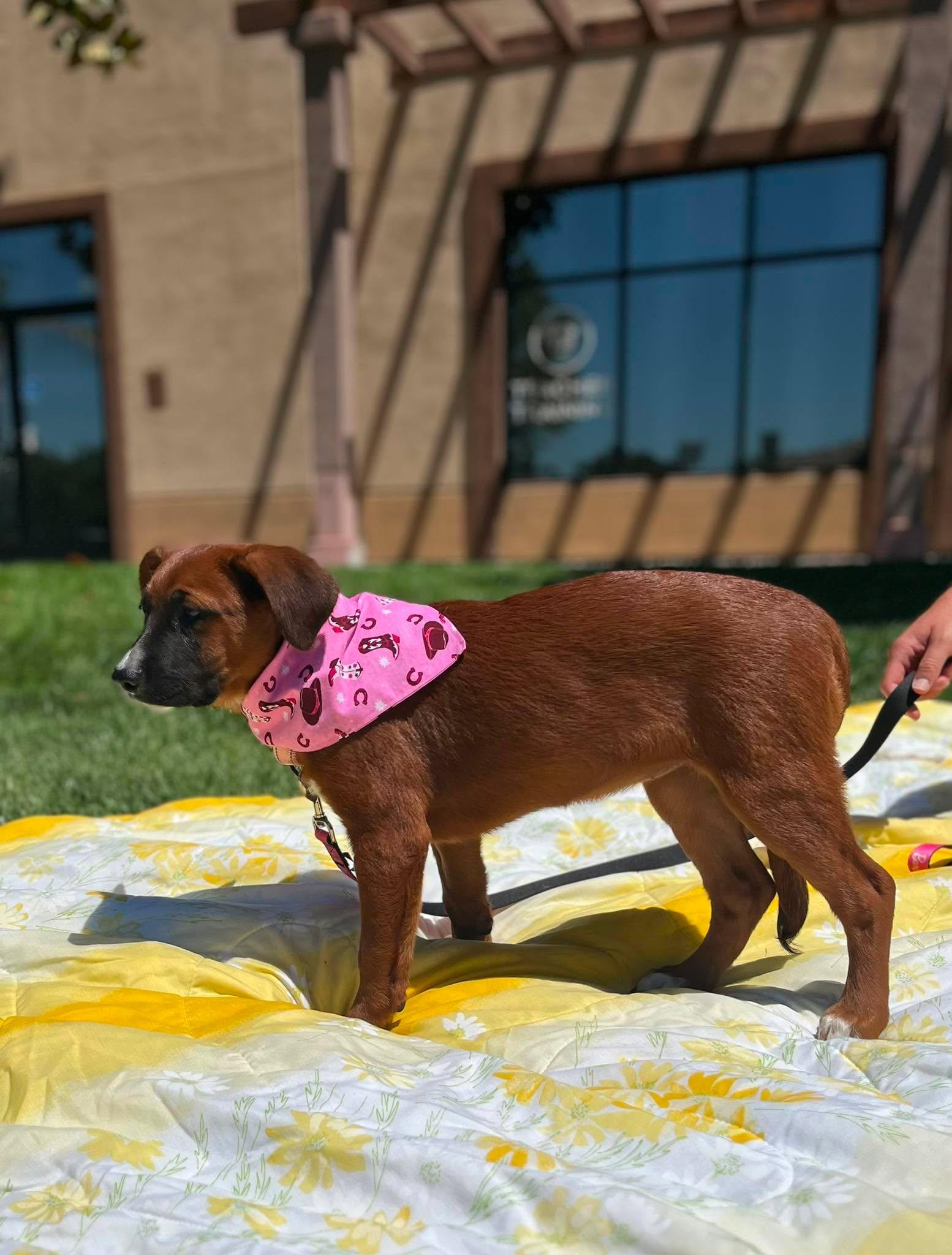 Queenie, a ADOPTABLE mixed breed in Temecula, CA image 4/6