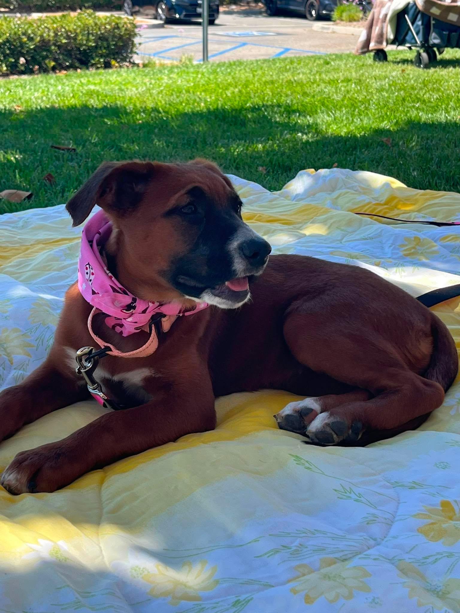 Queenie, a ADOPTABLE mixed breed in Temecula, CA image 3/6