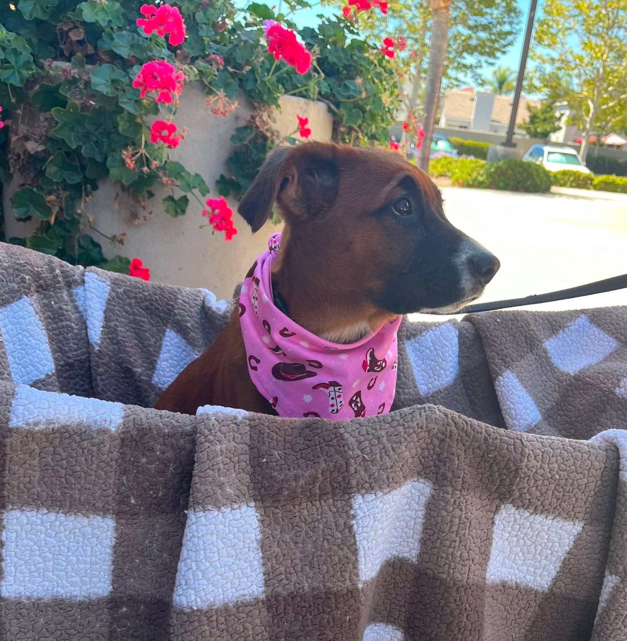 Queenie, a ADOPTABLE mixed breed in Temecula, CA image 2/6