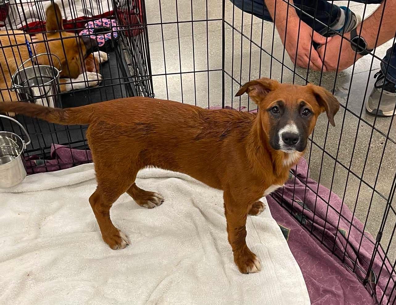 Queenie, a ADOPTABLE mixed breed in Temecula, CA image 5/6