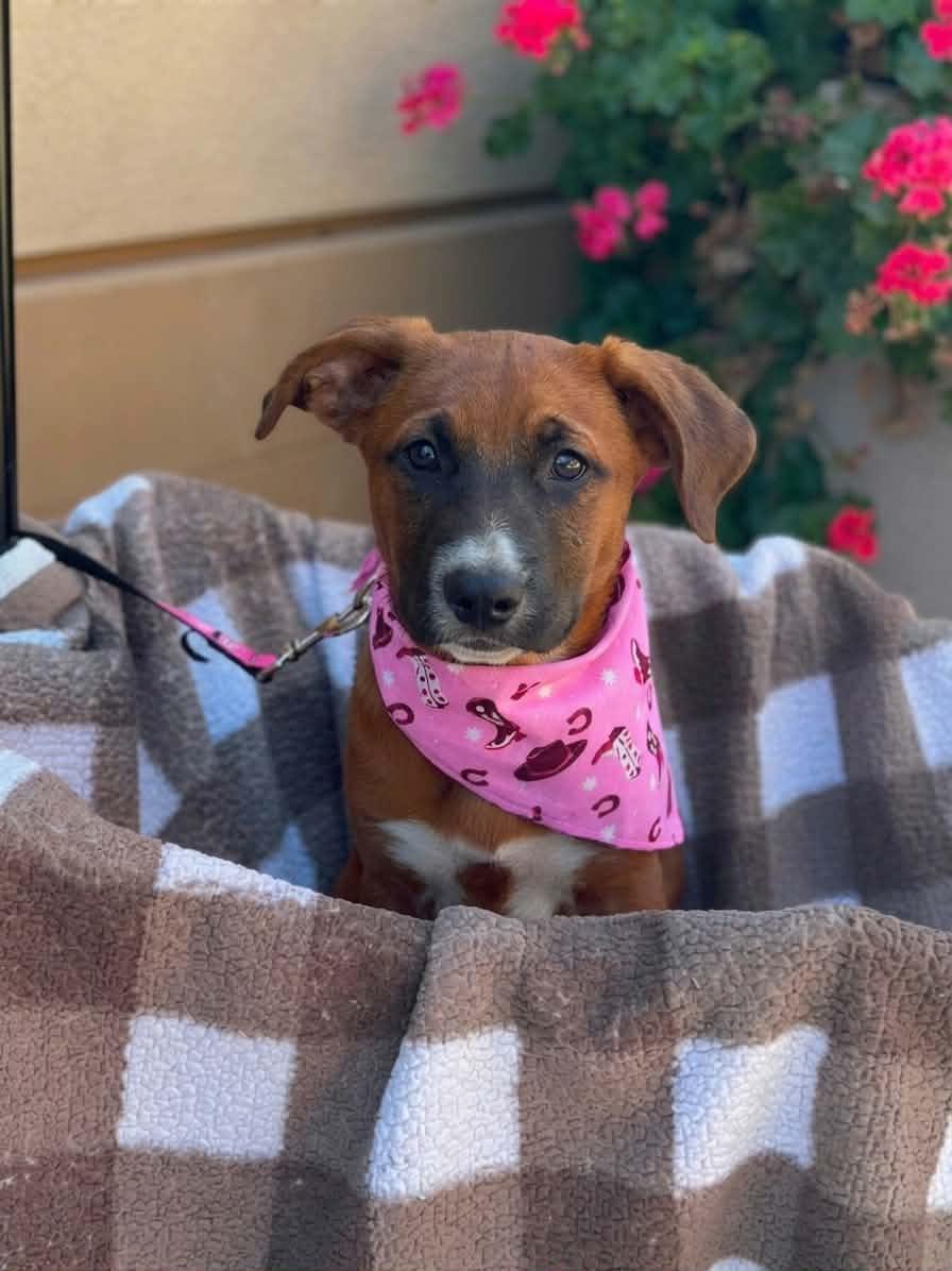 Queenie, a ADOPTABLE mixed breed in Temecula, CA image 1/6
