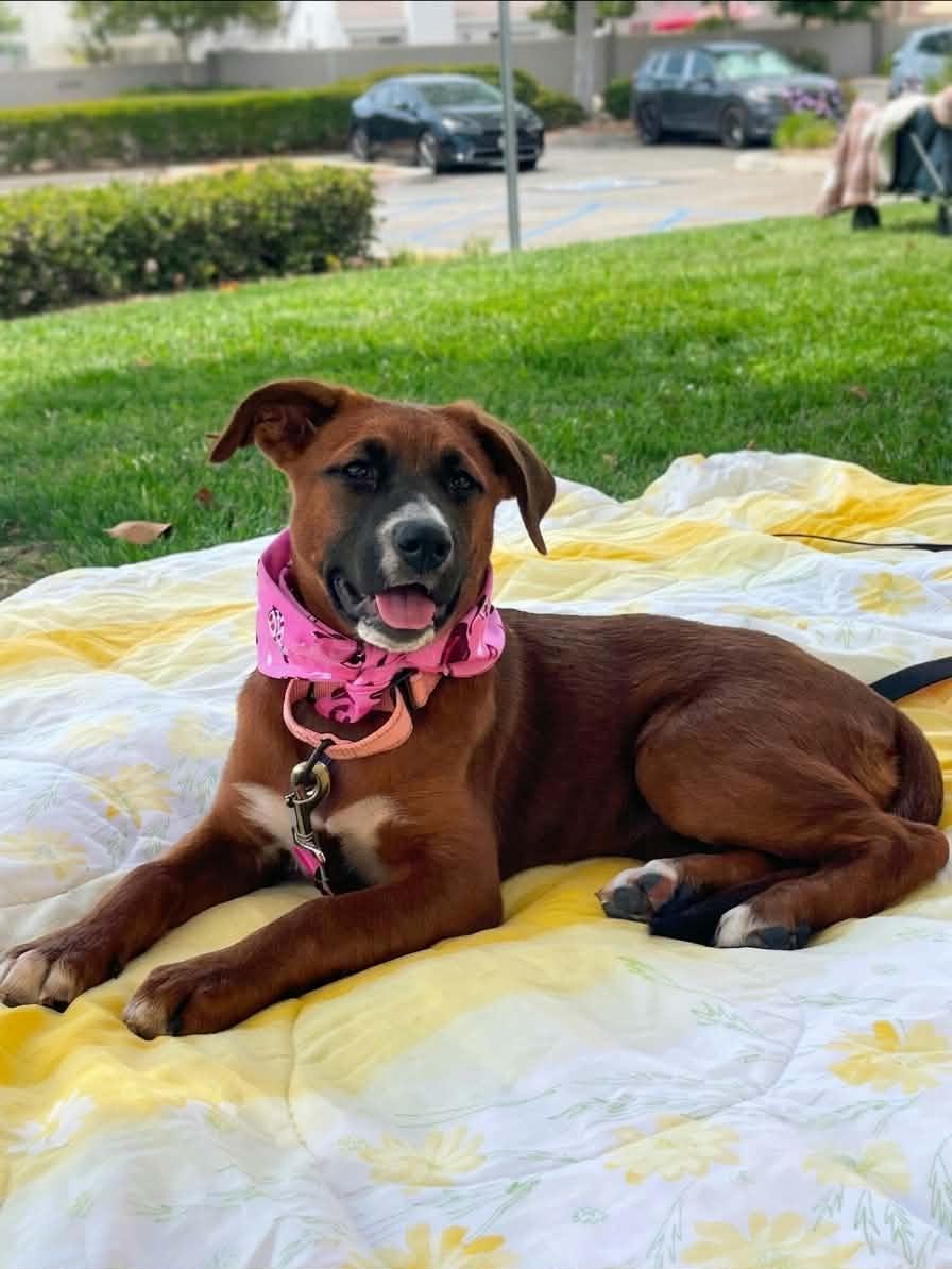 Queenie, a ADOPTABLE mixed breed in Temecula, CA image 6/6