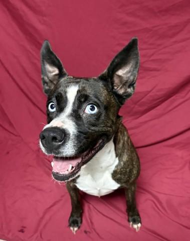 OCEAN, Adoptable, Young Female Pit Bull Terrier & Siberian Husky.
